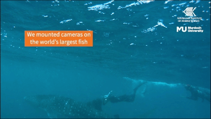 Investigadores instalaron cámaras de alta definición sobre tiburones ballena salvajes para observar su comportamiento desde la perspectiva del propio animal.