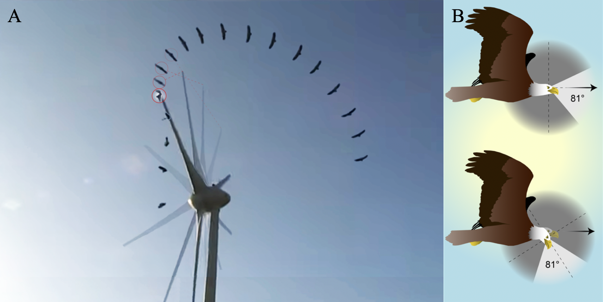 Secuencia del choque de un buitre leonado contra un aerogenerador en Creta y reconstrucción del campo visual de un águila durante el vuelo.