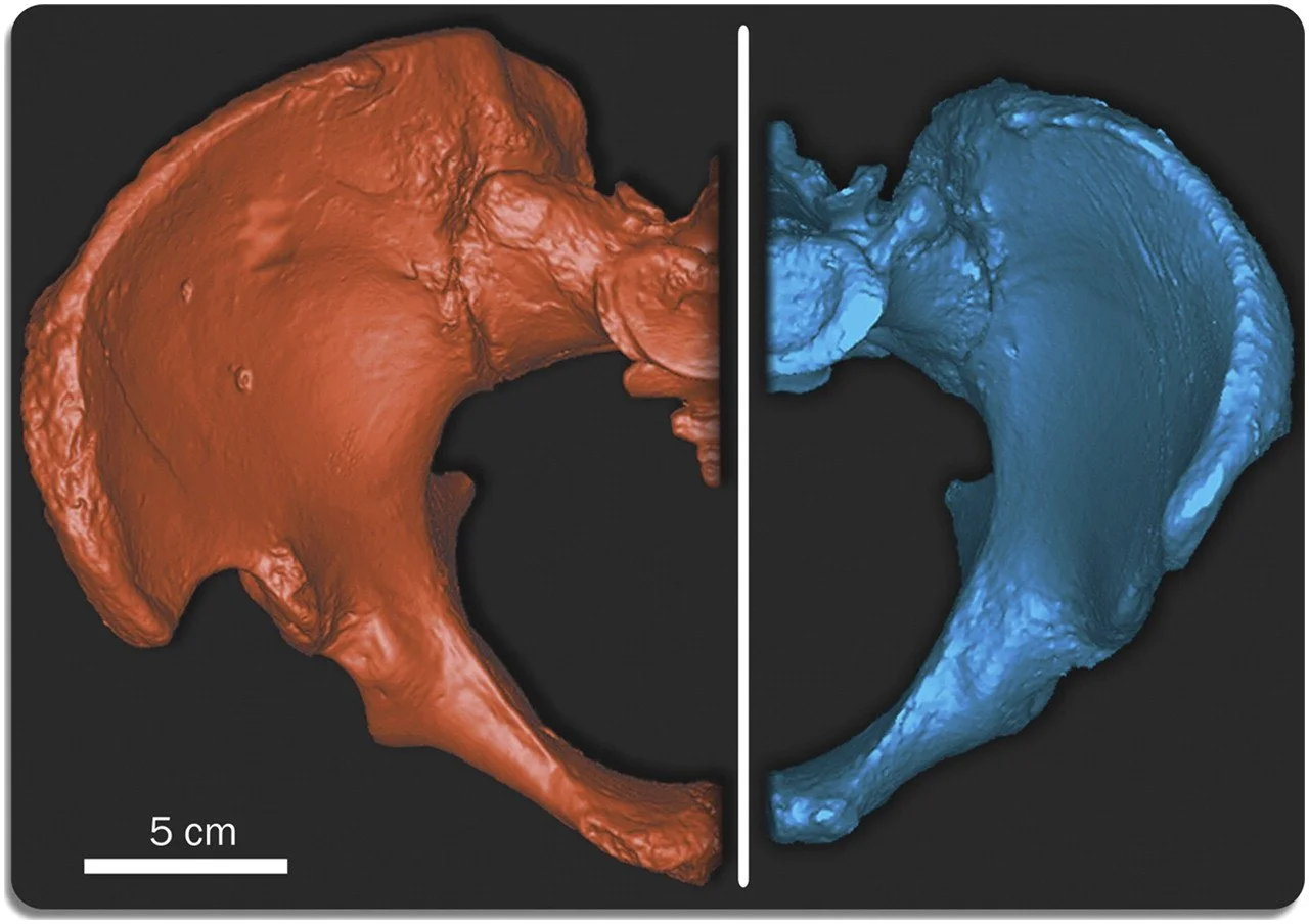 Reconstrucciones digitales en vista superior de la Pelvis 1 de la Sima de los Huesos, en Atapuerca (izquierda), y de un varón de Homo sapiens actual con un tamaño articular semejante (derecha).
