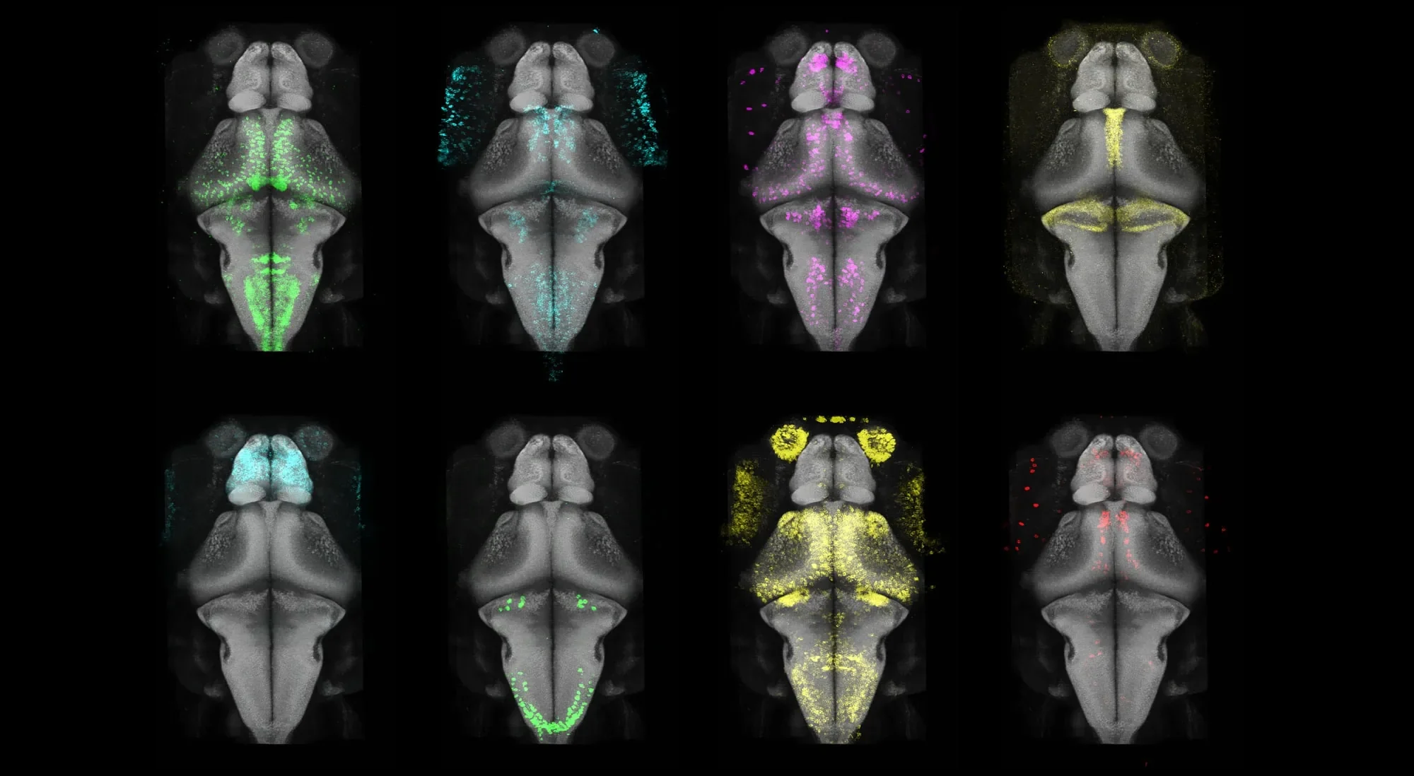 Ocho mapas del atlas mapzebrain muestran, mediante diferentes colores, los patrones de expresión de distintos genes en el cerebro completo del pez cebra y con resolución celular.