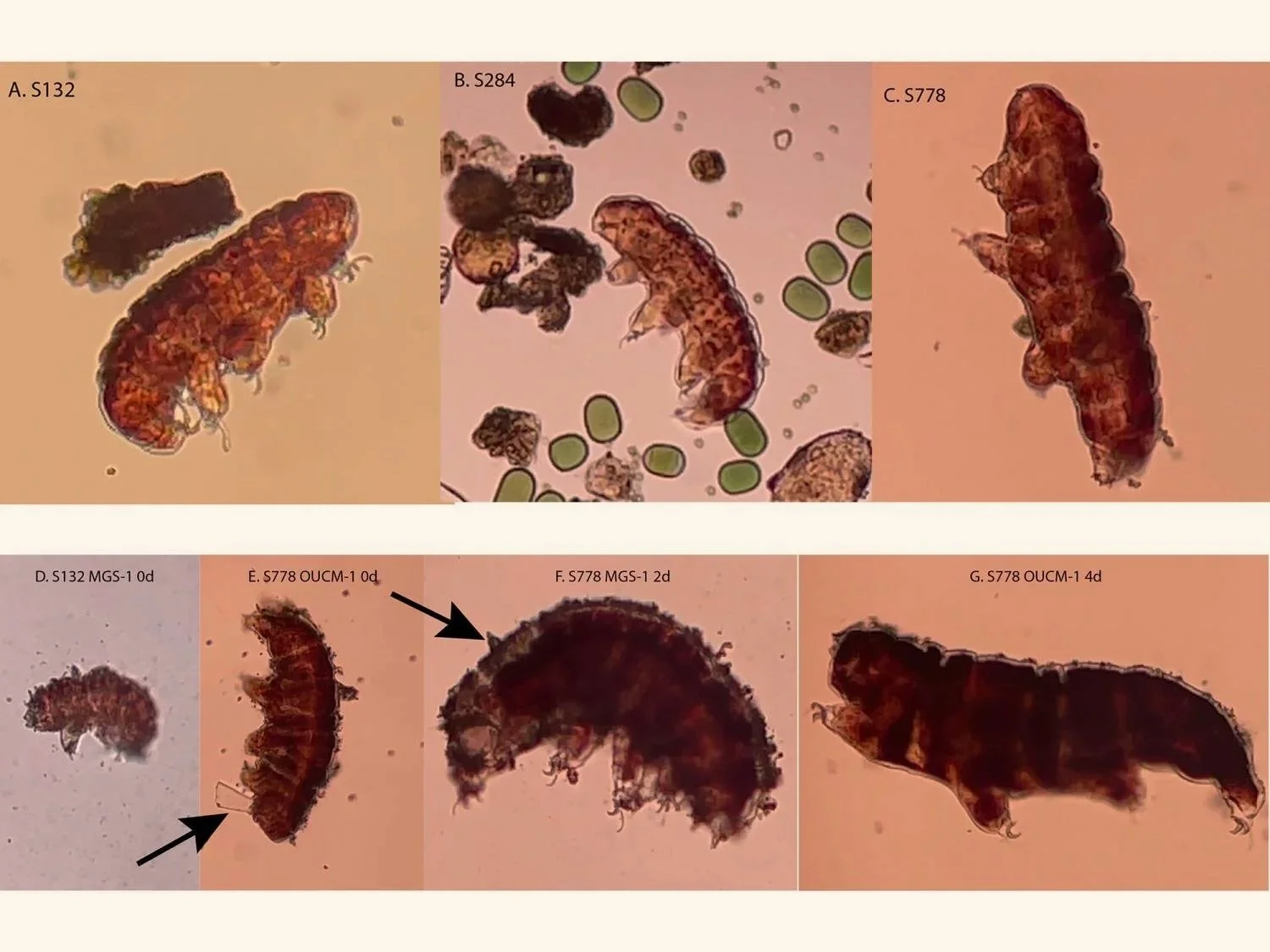 Ejemplares de tardígrados —microscópicos animales conocidos como osos de agua— en arena terrestre (arriba) y tras su exposición a simulantes de suelo marciano (abajo).