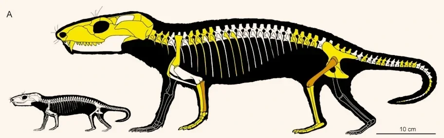Reconstrucción del esqueleto de Chiniquodon theotonicus que muestra la gran diferencia de tamaño entre una cría y un individuo adulto.