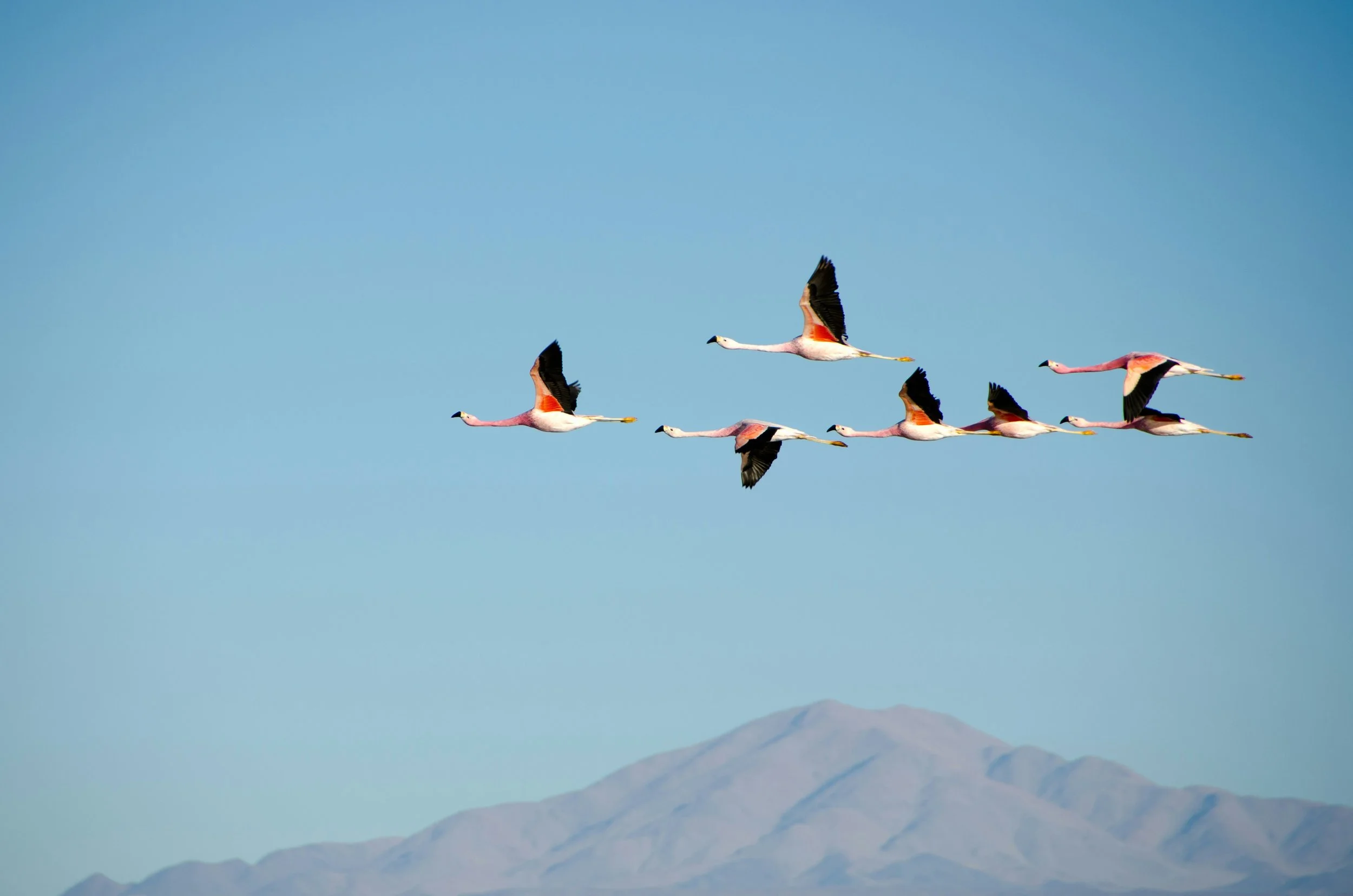 Un grupo de flamencos mantiene una formación escalonada durante el vuelo, una disposición que permite a cada ave aprovechar las corrientes de aire generadas por la anterior.
