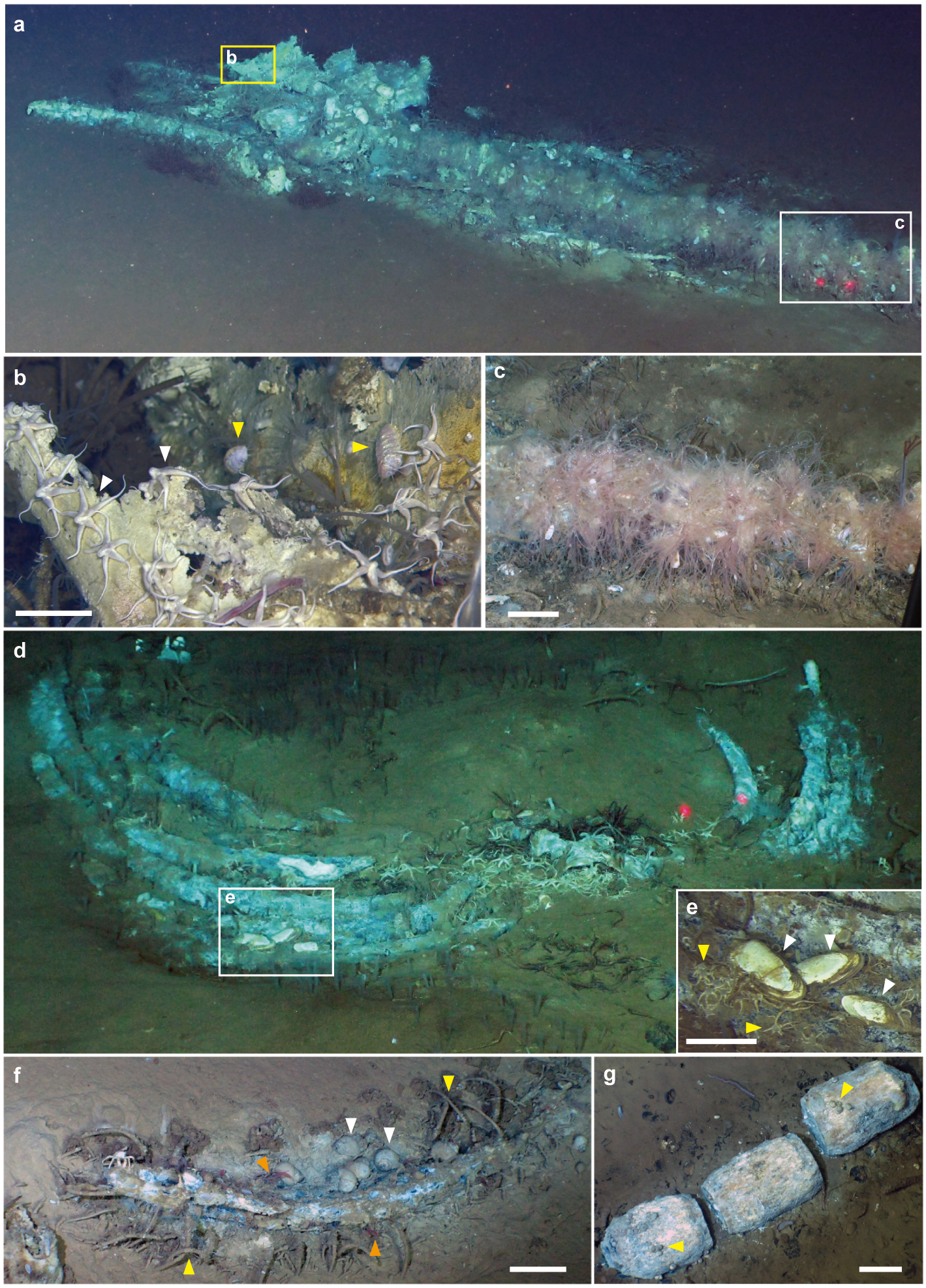 Comunidades de caída de ballena descubiertas a más de 5.600 metros de profundidad en la zona de Diamantina.