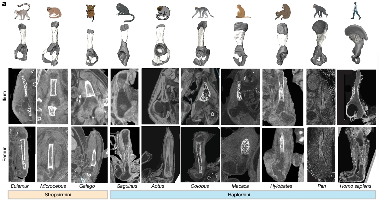 Comparación de los patrones de osificación del ilion y el fémur en distintos primates, incluido el ser humano, que ayuda a reconstruir la evolución del bipedismo.
