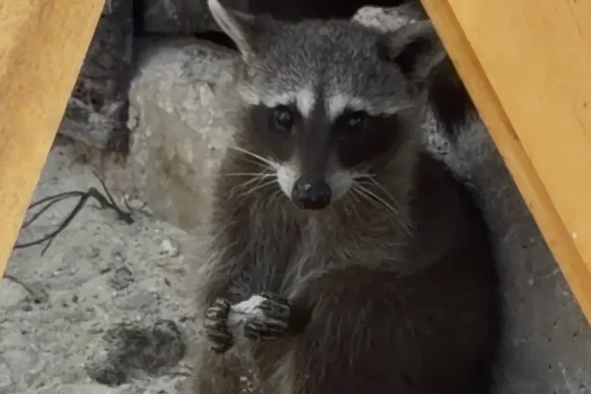 Un mapache pigmeo de Cozumel sostiene una pelota fabricada con papel mojado y compactado con arena. Este sorprendente comportamiento podría constituir un primer indicio de cultura material y aprendizaje social en la especie.