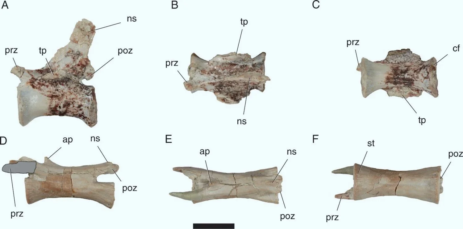 Vértebras caudales de Sonselasuchus cedrus mostradas en vistas lateral izquierda, dorsal y ventral. Las áreas reconstruidas aparecen delineadas en negro y sombreadas en gris.