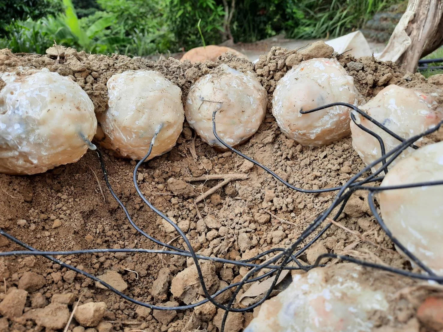 Vista lateral del nido experimental con huevos moldeados en resina para simular los del oviraptor.