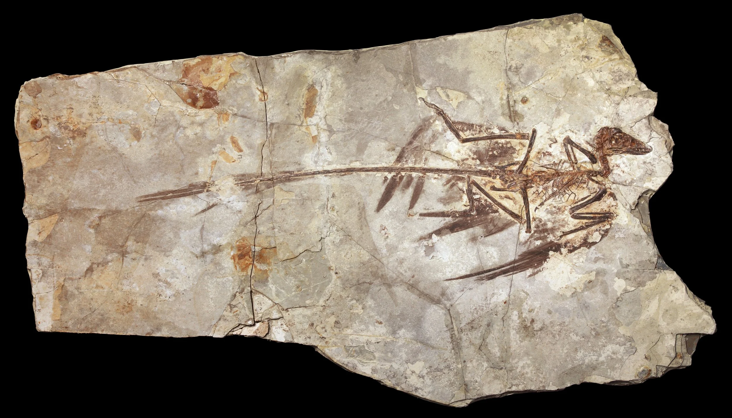 Fósil excepcional de Microraptor. Sus plumas, preservadas con gran detalle, han sido fundamentales para comprender cómo evolucionó el vuelo en las aves a partir de pequeños dinosaurios emplumados.