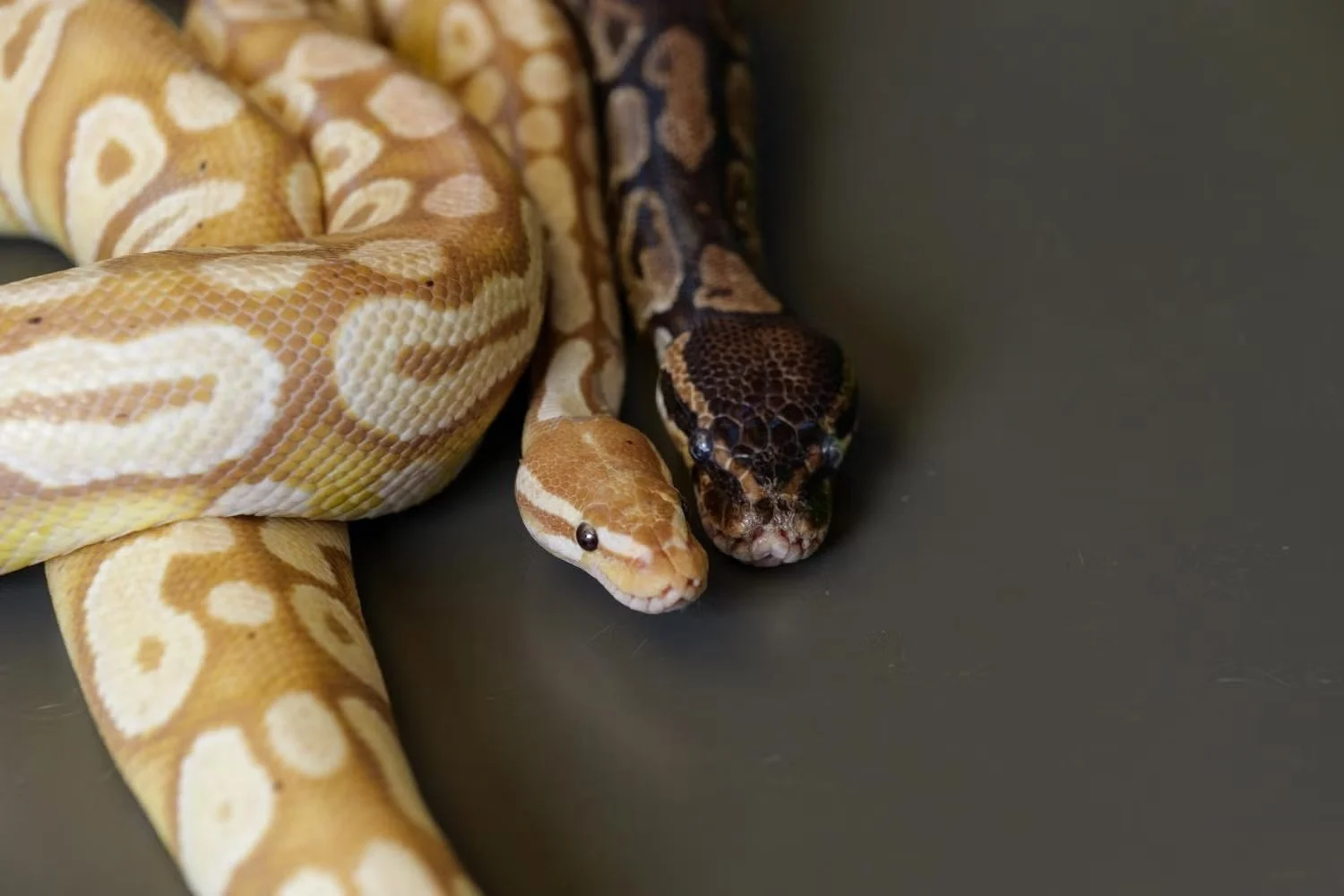 Una pareja de pitones reales (Python regius), un modelo clave para estudiar el metabolismo extremo de estos reptiles, cuya sangre contiene un metabolito capaz de reducir el apetito tras grandes ingestas.