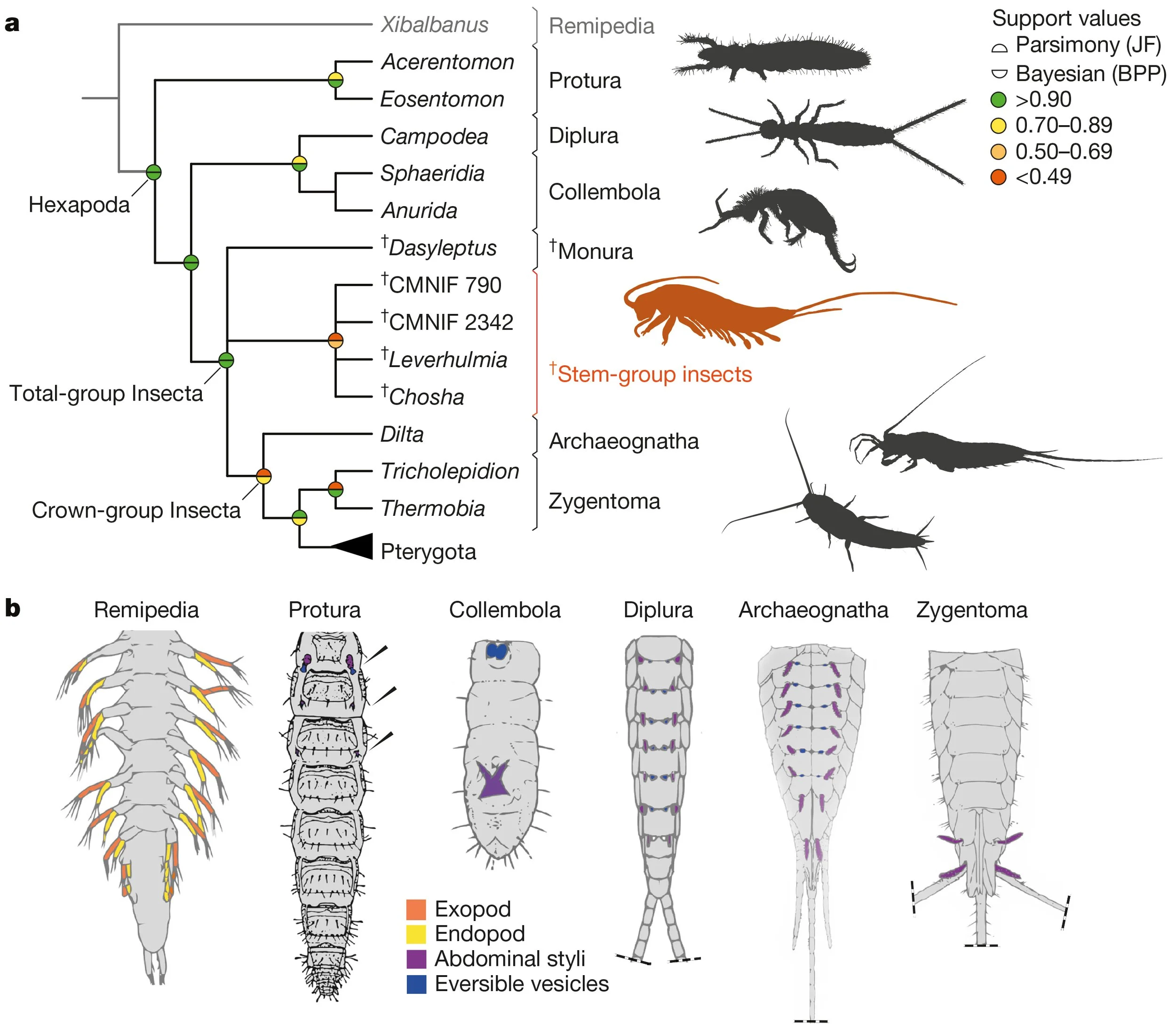 Árbol evolutivo de los primeros hexápodos y aparición de sus principales rasgos anatómicos, desde los apéndices heredados de antepasados acuáticos hasta la organización corporal característica de los insectos terrestres.