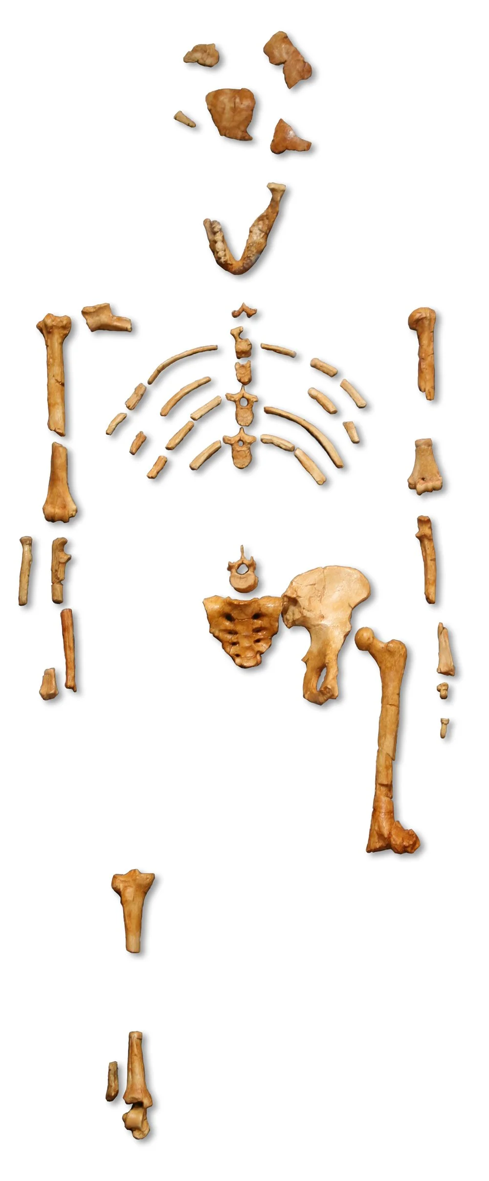 Reproducción del esqueleto parcial de Lucy (AL 288-1), un ejemplar de Australopithecus afarensis que vivió hace unos 3,2 millones de años. Si prosperara la nueva propuesta taxonómica, su especie podría pasar a denominarse Homo afarensis.