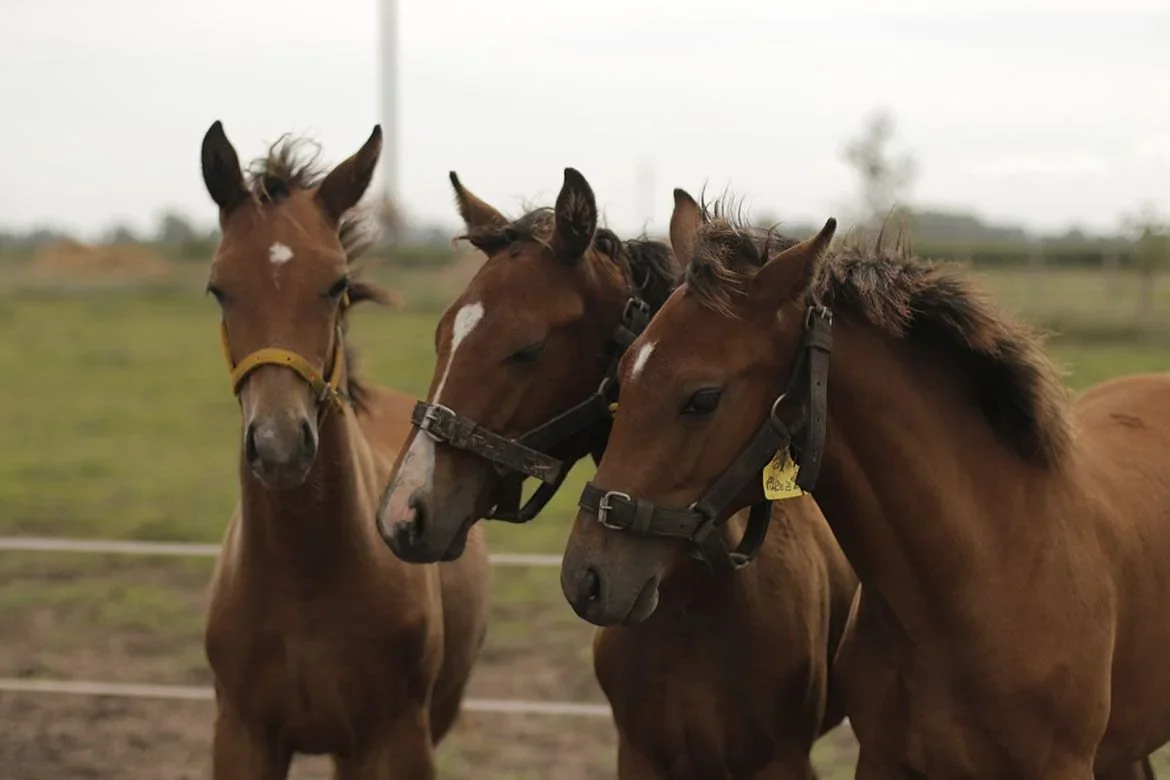 Los primeros caballos CRISPR desatan la polémica: qué será lo siguiente en animales editados genéticamente