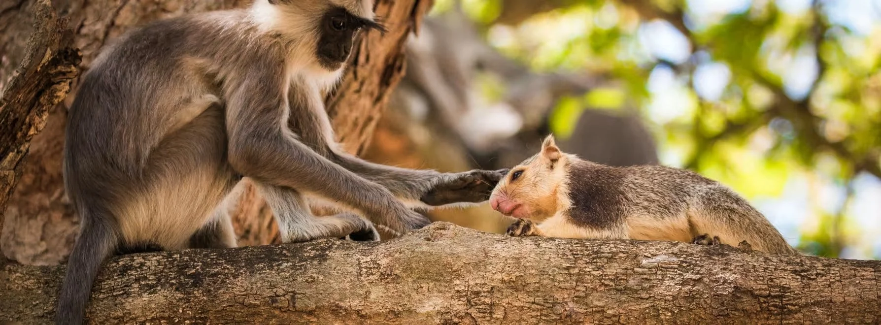 Un langur gris acaricia con extraordinaria delicadeza a una ardilla gigante en el Parque Nacional de Yala (Sri Lanka), una muestra de las inesperadas relaciones de confianza que pueden surgir entre especies distintas.