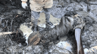 El coautor de la investigación Valeri Plotnikov examina una pata de mamut con tejido blando que emerge del permafrost en Belaya Gora (Siberia).