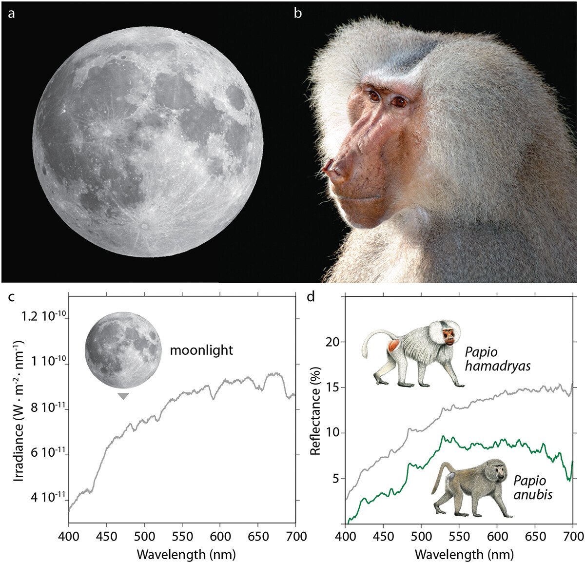 La comparación entre la Luna y el babuino hamadríade revela la clave del estudio.
