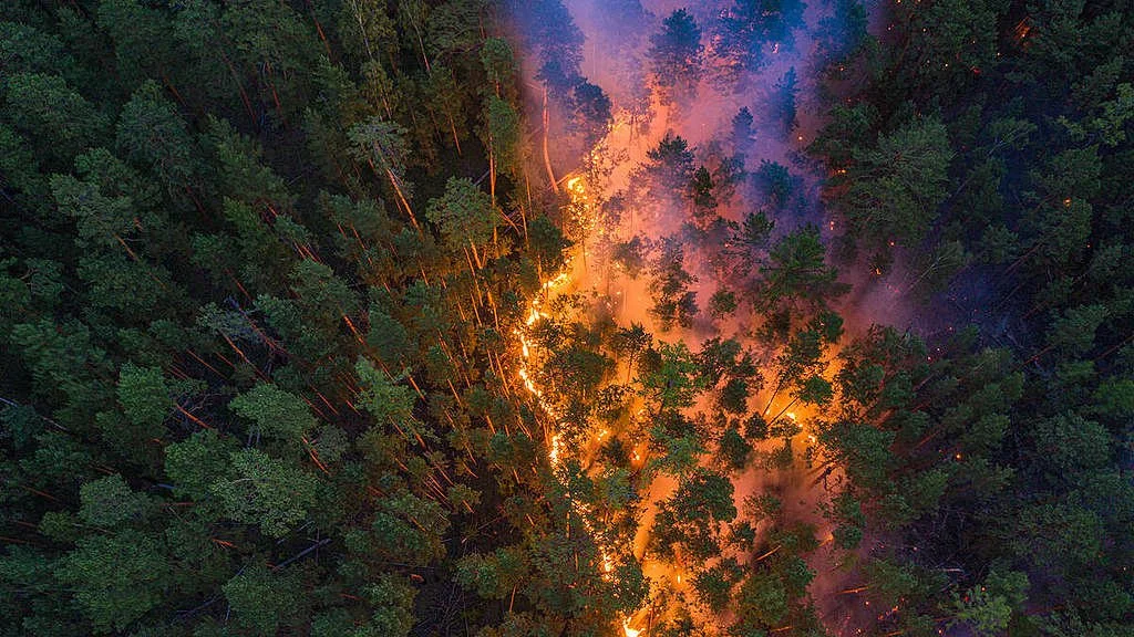 Un incendio forestal avanza por la región rusa de Krasnoyarsk, una de las zonas árticas donde el aumento de las temperaturas y la creciente actividad humana están incrementando el riesgo de grandes fuegos, según un nuevo estudio internacional.