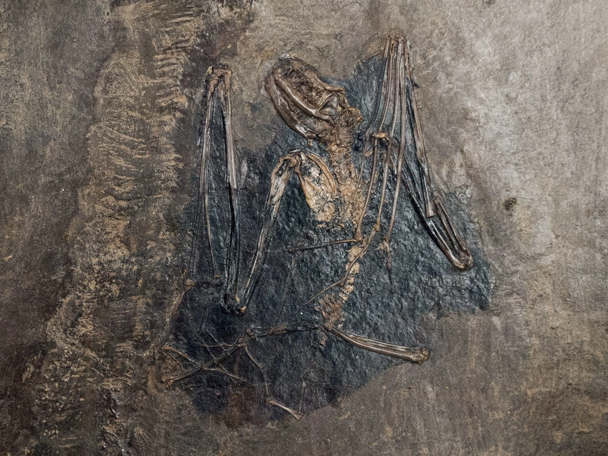 Fósil de Palaeochiropteryx tupaiodon hallado en el yacimiento de Messel, Alemania, y datado en hace entre 47 y 48 millones de años.