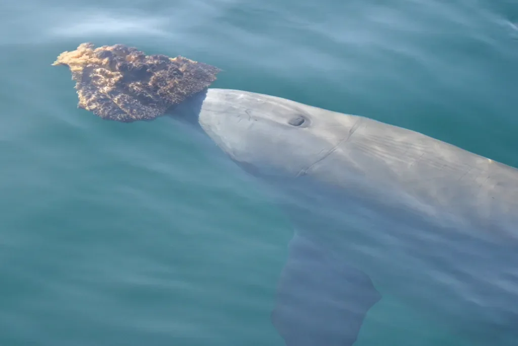 Un delfín mular del Indo-Pacífico transporta una esponja marina sobre el hocico en Shark Bay, frente a la costa occidental de Australia.