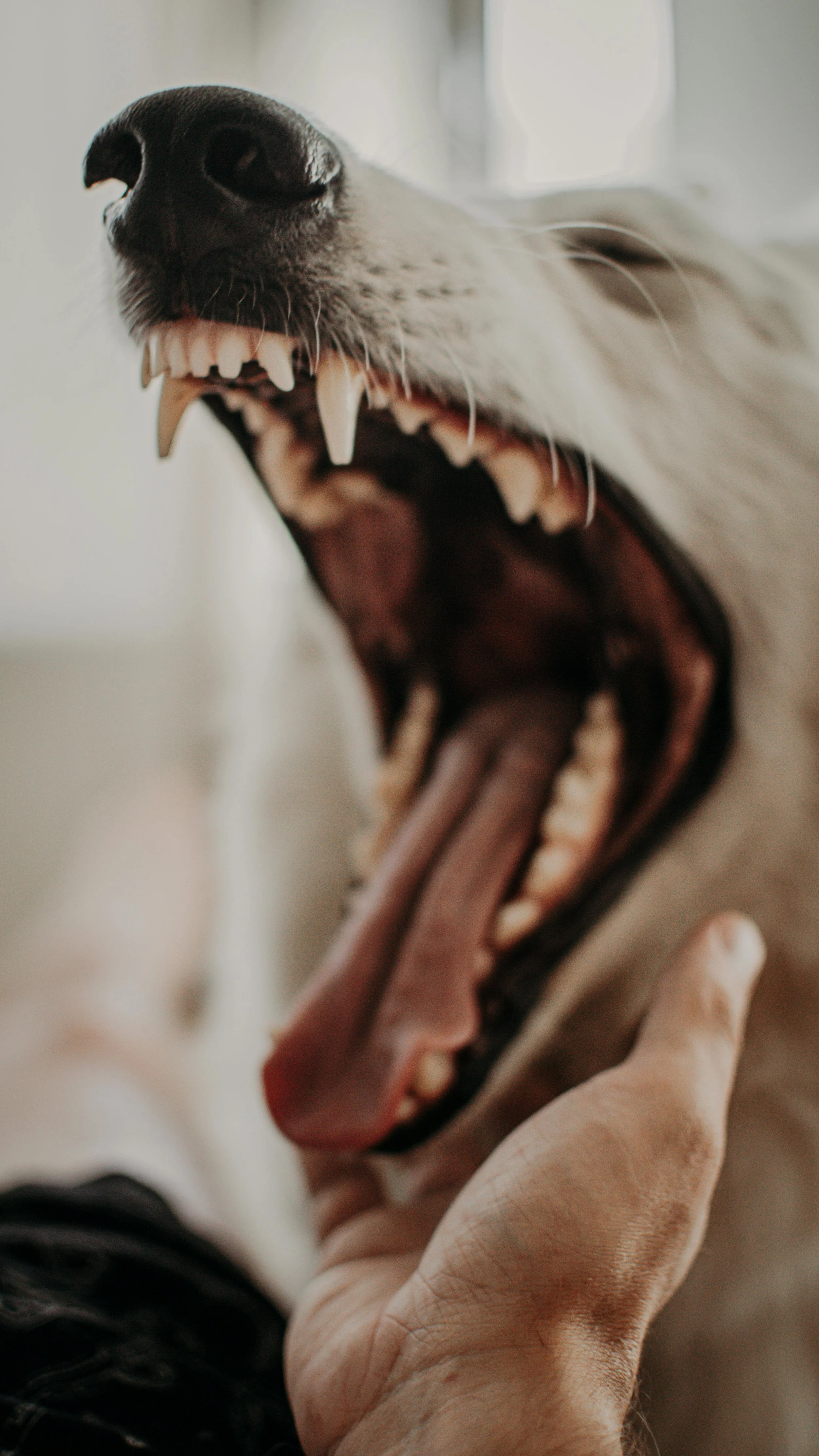 El mal aliento persistente en los perros suele estar relacionado con bacterias orales capaces de producir compuestos sulfurados y favorecer enfermedades periodontales, según el estudio publicado en el Journal of Agricultural and Food Chemistry.