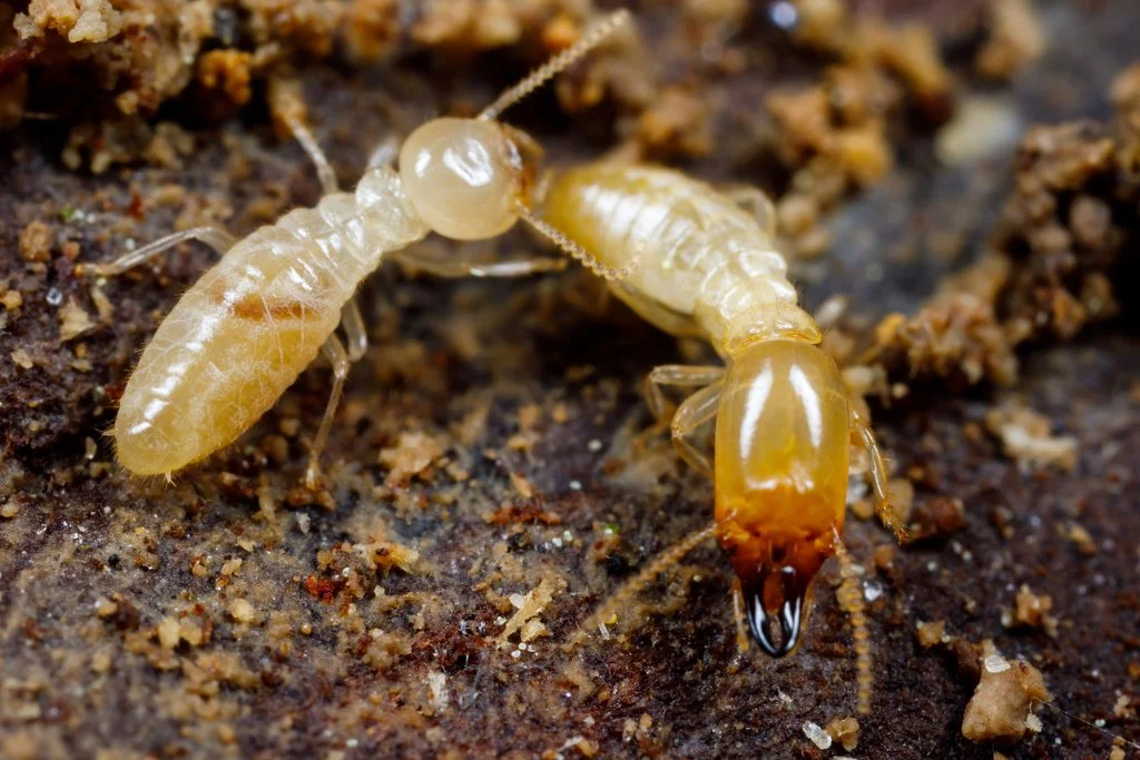 Dos termitas de Reticulitermes speratus interactúan en el sustrato: un soldado (derecha), con mandíbulas desarrolladas para la defensa, y un obrero (izquierda), encargado de las tareas de mantenimiento y alimentación dentro del termitero.