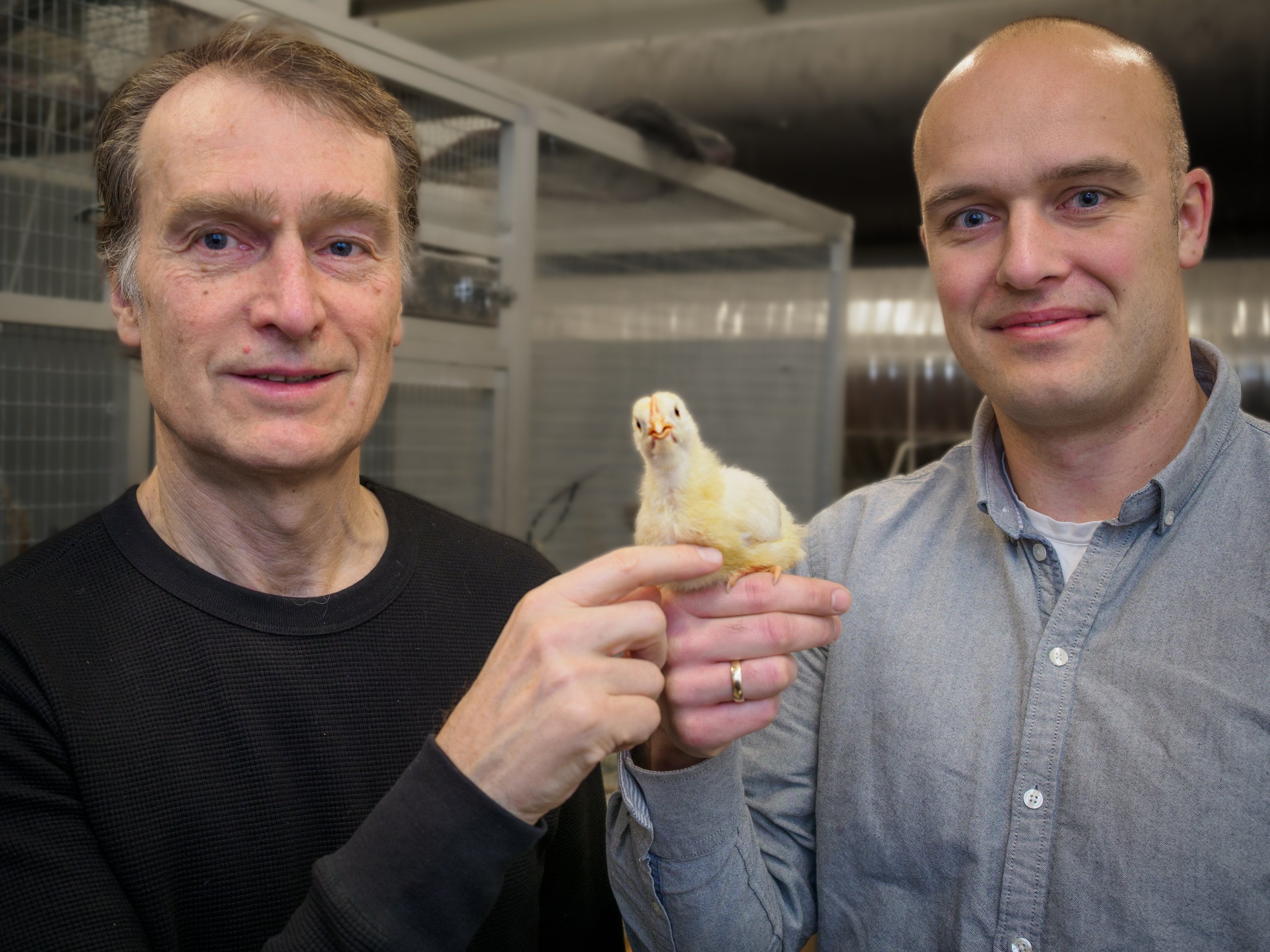 Los investigadores Christian Damsgaard (derecha) y Jens Randel Nyengaard (izquierda), de la Universidad de Aarhus, junto a un pollito, una de las especies modelo empleadas en el estudio.
