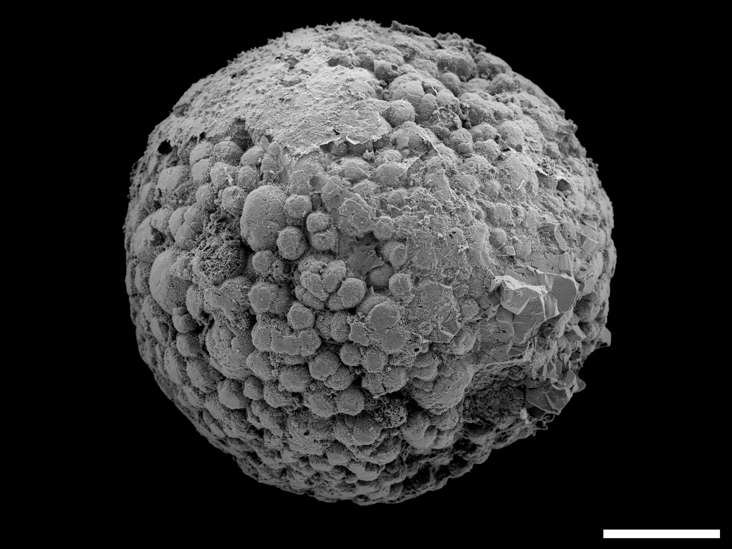 Microfósil de Knollisphaeridium maximum, procedente de la formación Kheseen, en Mongolia, de finales del Ediacárico o comienzos del Cámbrico.