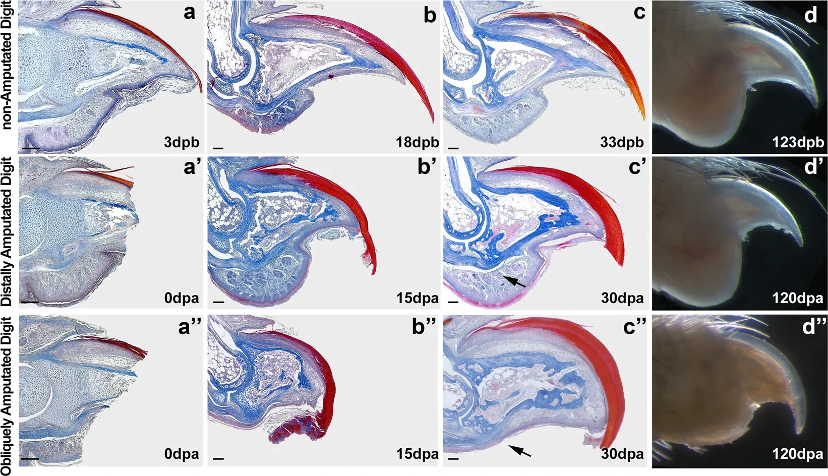 Secciones histológicas de puntas de dedos de ratón que comparan el desarrollo normal y la regeneración tras una amputación.