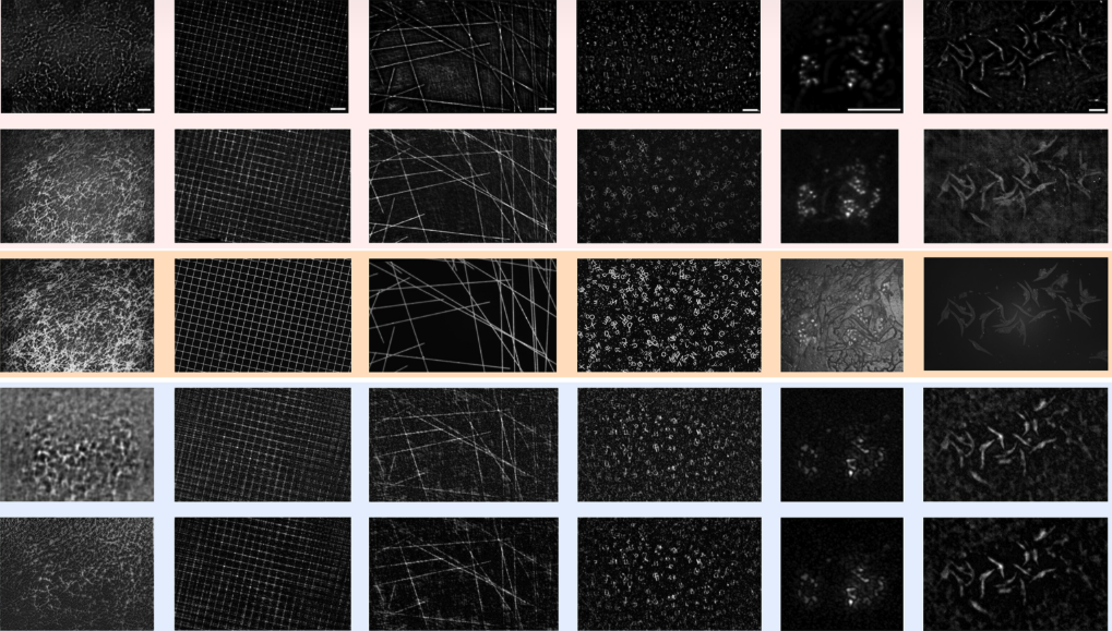 Imágenes obtenidas de diferentes muestras biologicas con el minimicroscopio DeepInMiniscope.