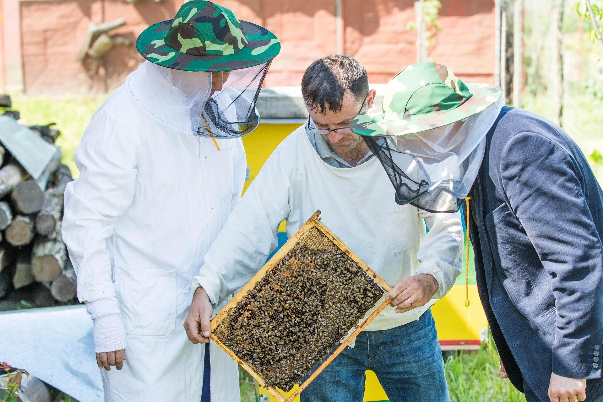 Un estudio científico demuestra que el análisis del microbioma intestinal de las abejas silvestres urbanas permite detectar estrés ambiental, escasez floral, agentes patógenos y rastros de actividad humana en las ciudades.