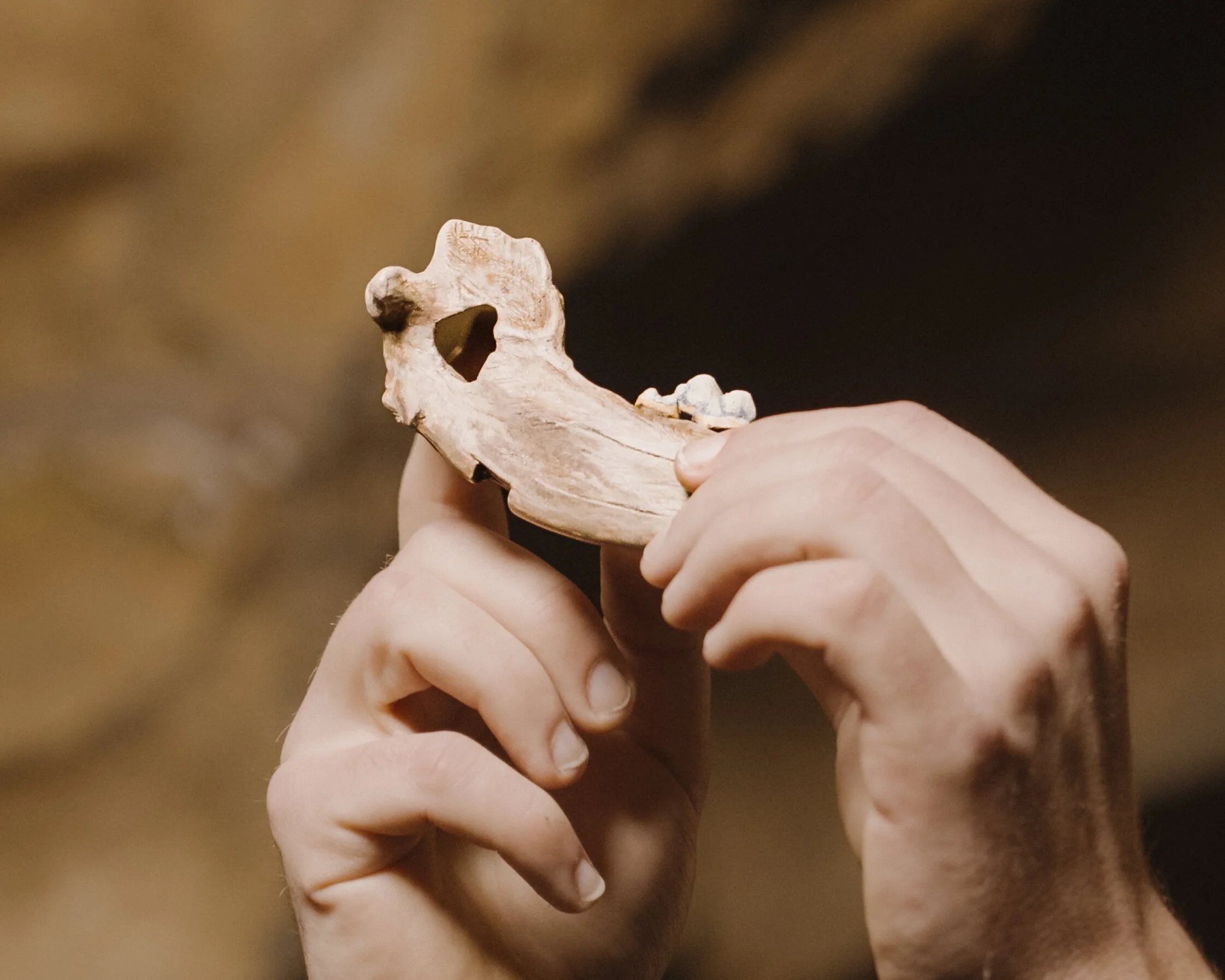 Reconstrucción de una mandíbula de perro de hace 14.300 años hallada en la cueva de Gough, cerca de Bristol, en el Reino Unido.