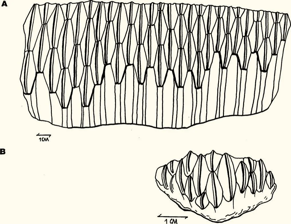 Comparación de las baterías dentales inferiores de dos hadrosaurios vistas desde la cara interna: arriba, un ejemplar adulto de Edmontosaurus; abajo, una cría de Maiasaura.