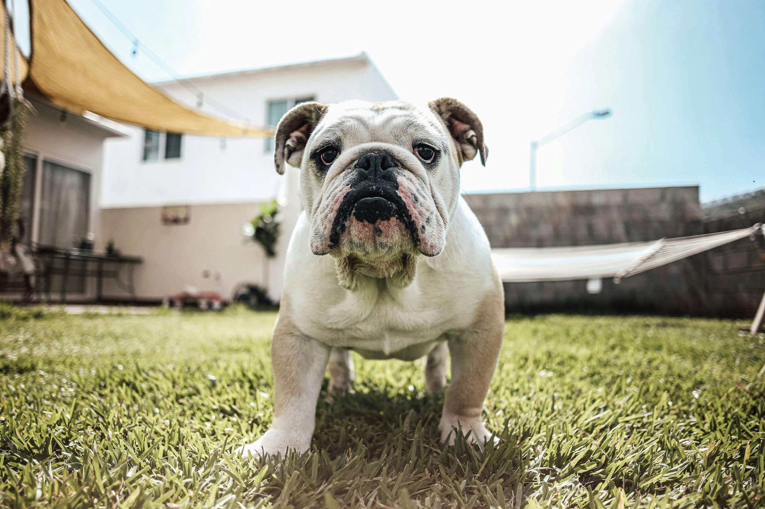 Un bulldog, perro braquicéfalo de hocico chato, observa fijamente a la cámara.