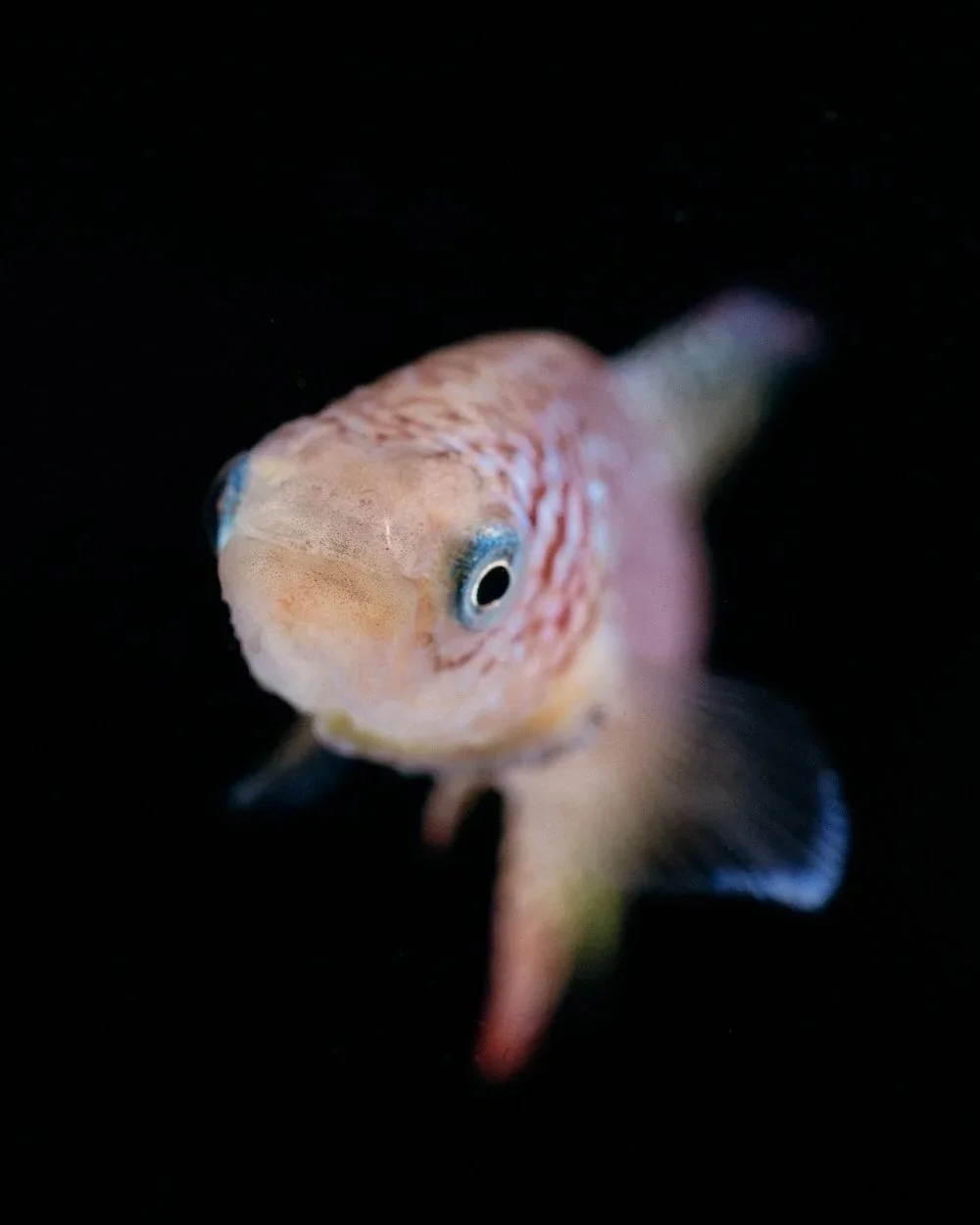 Los killis africanos, como el que aparece en la imagen, suelen vivir solo unos pocos meses, lo que permite a los investigadores seguir todo su ciclo vital en el laboratorio.