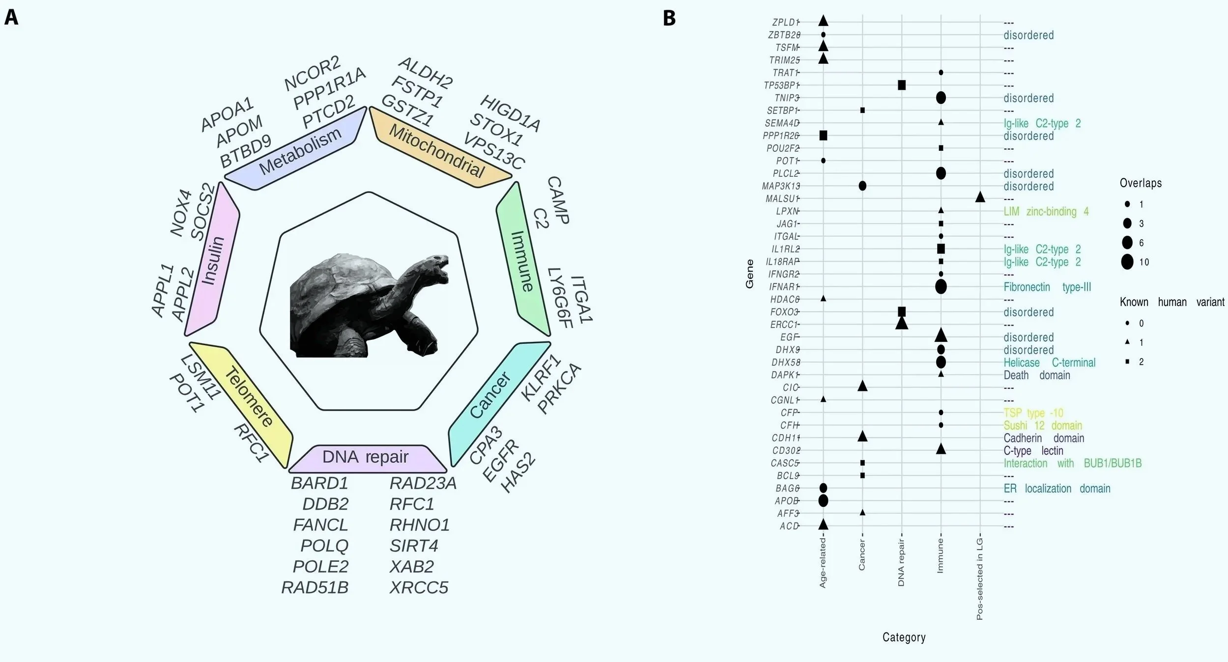 Análisis del genoma de Jonathan. (A) Genes con señales de selección natural positiva, agrupados según su función. (B) Genes con variantes exclusivas de Jonathan que modifican las proteínas