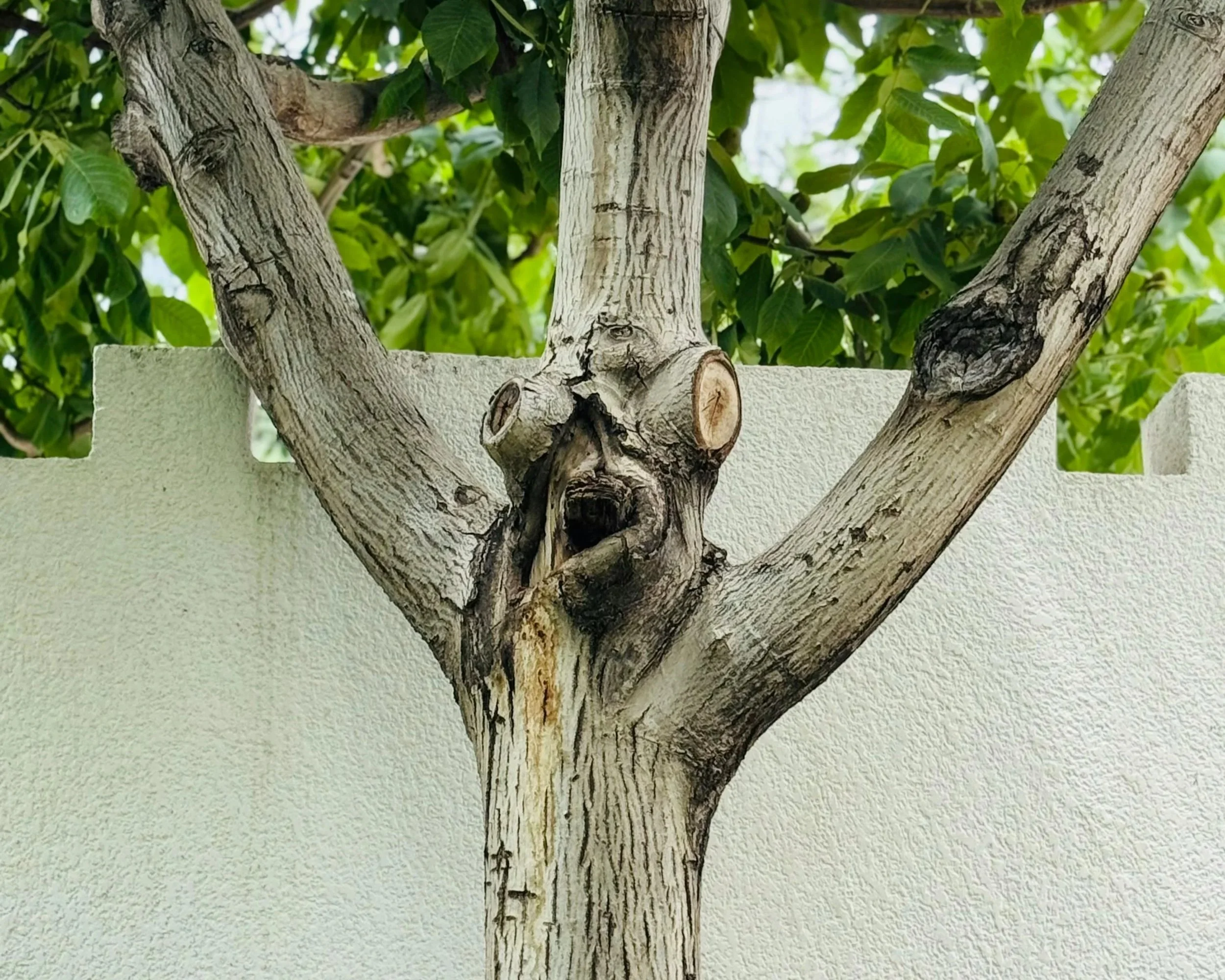 El tronco de este árbol parece dibujar un rostro sorprendido: un ejemplo cotidiano de pareidolia, el fenómeno por el que el cerebro humano interpreta patrones ambiguos como caras y les atribuye incluso emociones y personalidad.