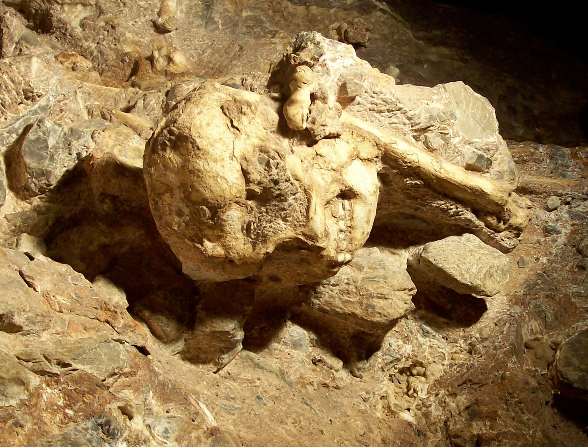 Cráneo de Little Foot (StW 573) en la cueva de Sterkfontein (Sudáfrica), el yacimiento donde fue descubierto uno de los esqueletos de australopiteco más completos y antiguos conocidos.