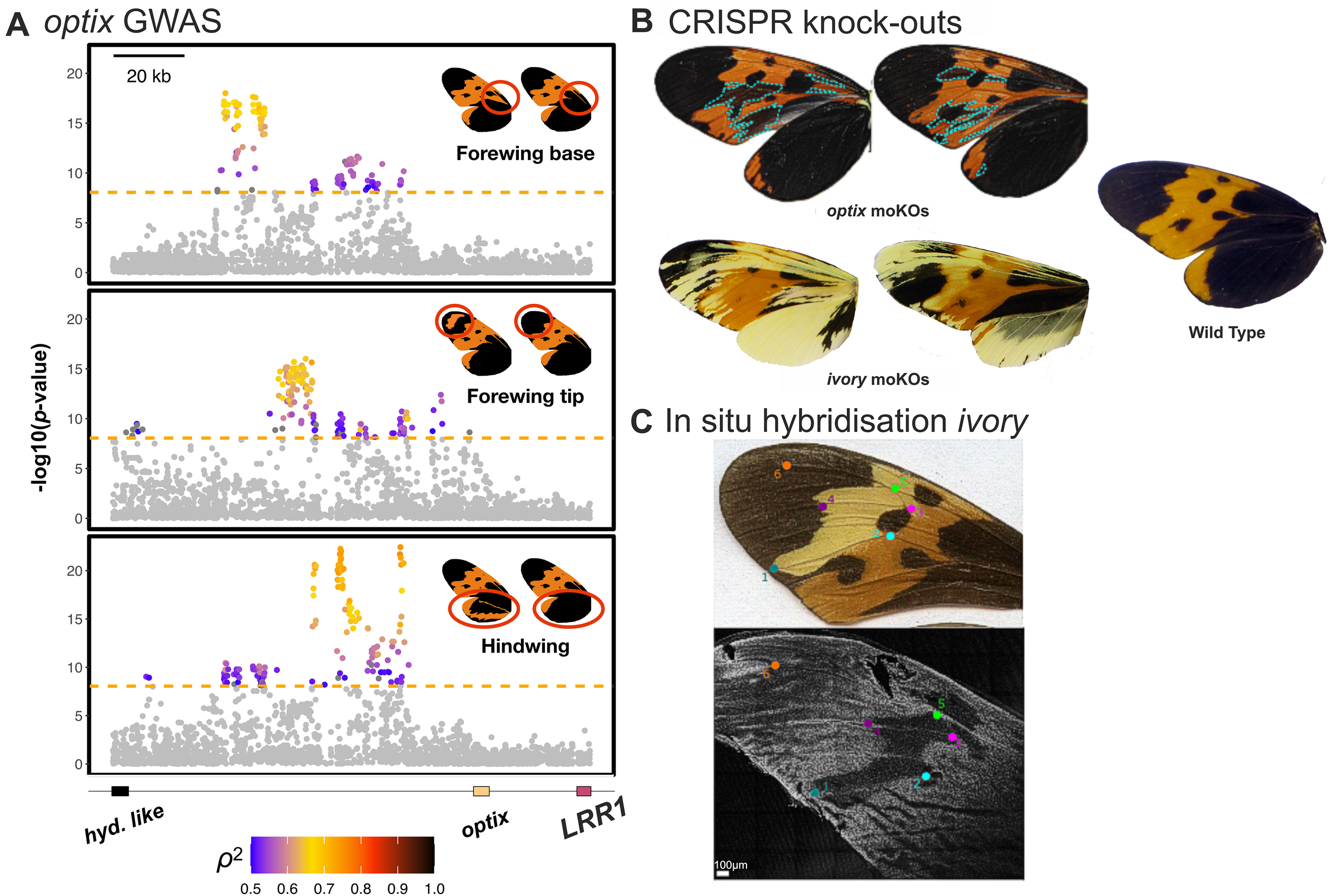 Análisis detallado en Mechanitis messenoides que muestra cómo los genes optix e ivory controlan los patrones de color