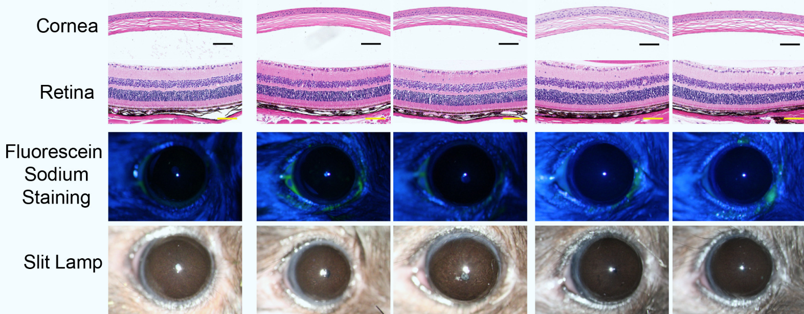 Evaluación de seguridad ocular del tratamiento fotosintético LEAF mediante análisis histológico de córnea y retina, tinción con fluoresceína sódica y examen con lámpara de hendidura.