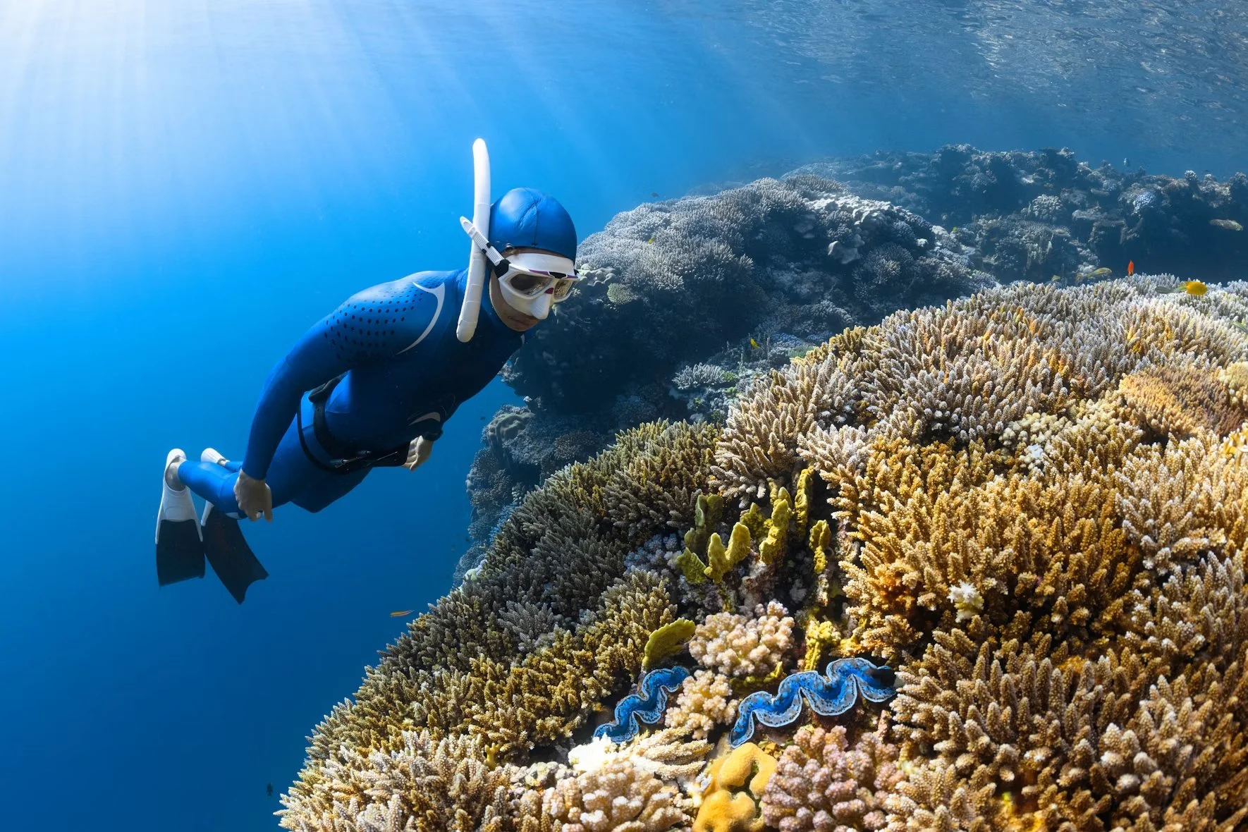 Un buceador contempla un arrecife de coral, uno de los ecosistemas marinos más amenazados por el calentamiento de los océanos. Un descubrimiento de Stanford abre nuevas posibilidades para su recuperación.