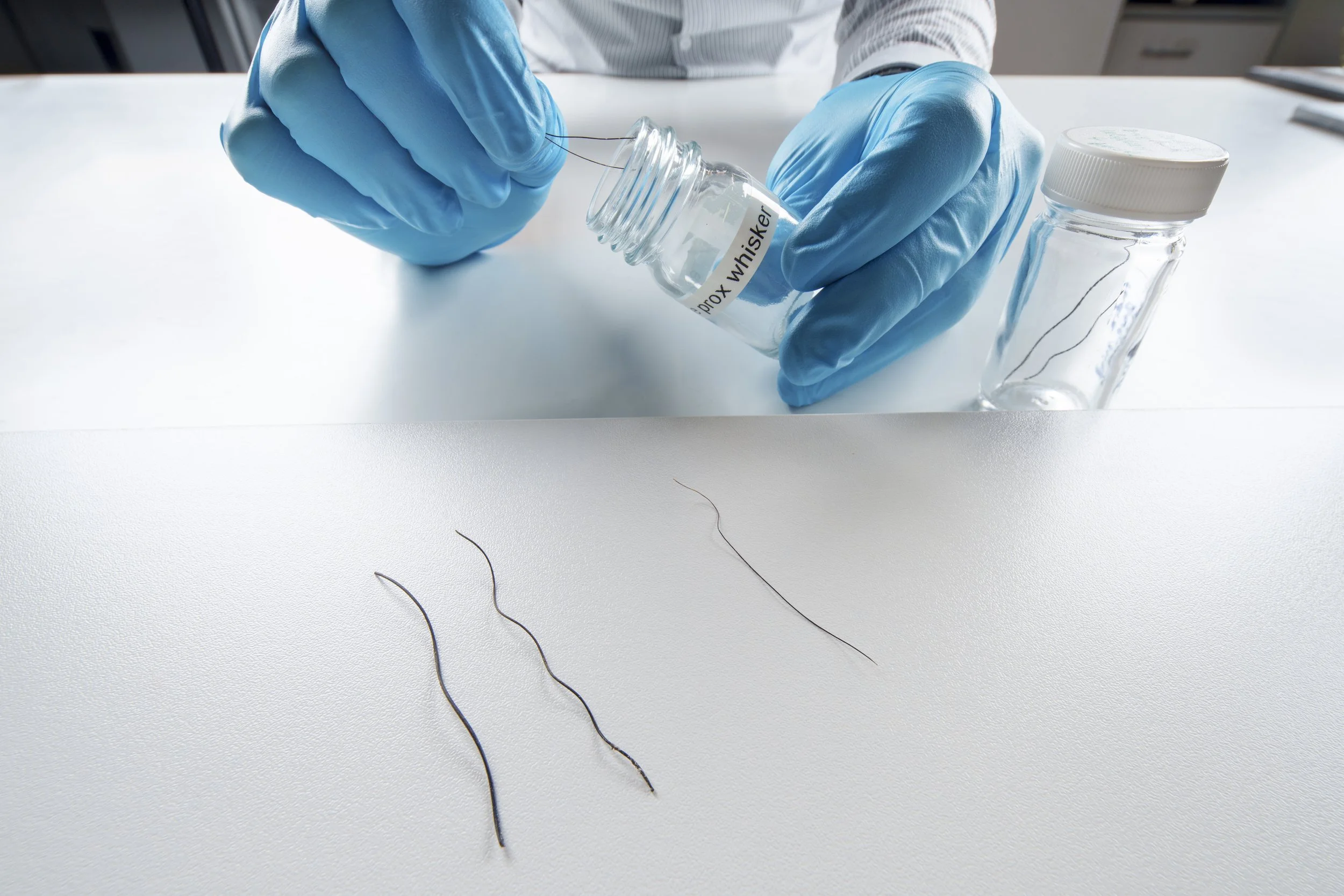 El equipo de investigación prepara vibrisas de distintas zonas de la trompa de elefante para su análisis mediante técnicas avanzadas de microscopía y caracterización de materiales.