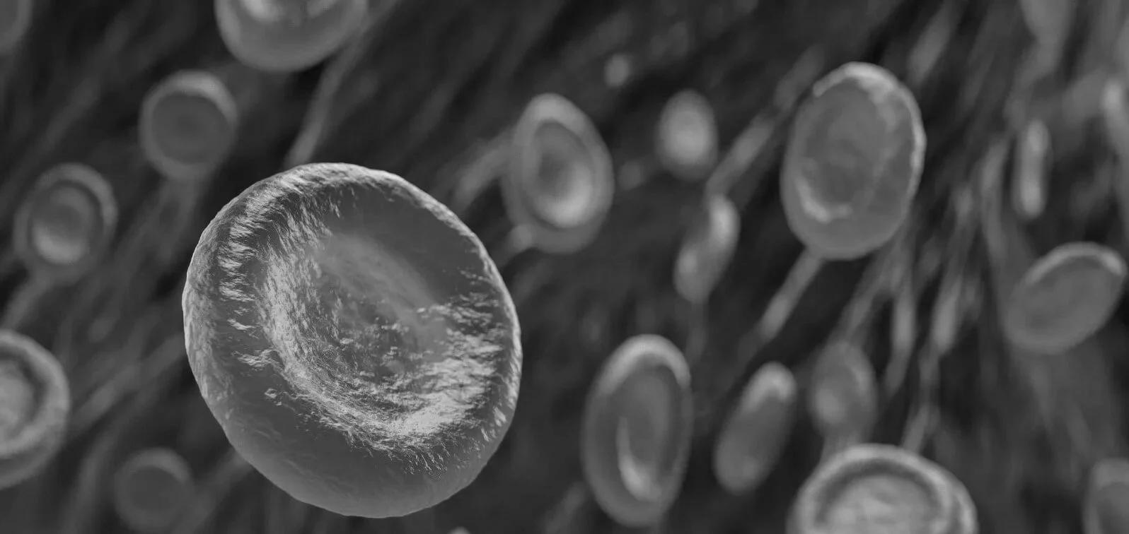 Aunque el cuerpo repone continuamente la población de glóbulos rojos —arriba—, el equilibrio entre producción y destrucción puede verse alterado durante esfuerzos extremos, lo que temporalmente al transporte de oxígeno y al rendimiento físico.