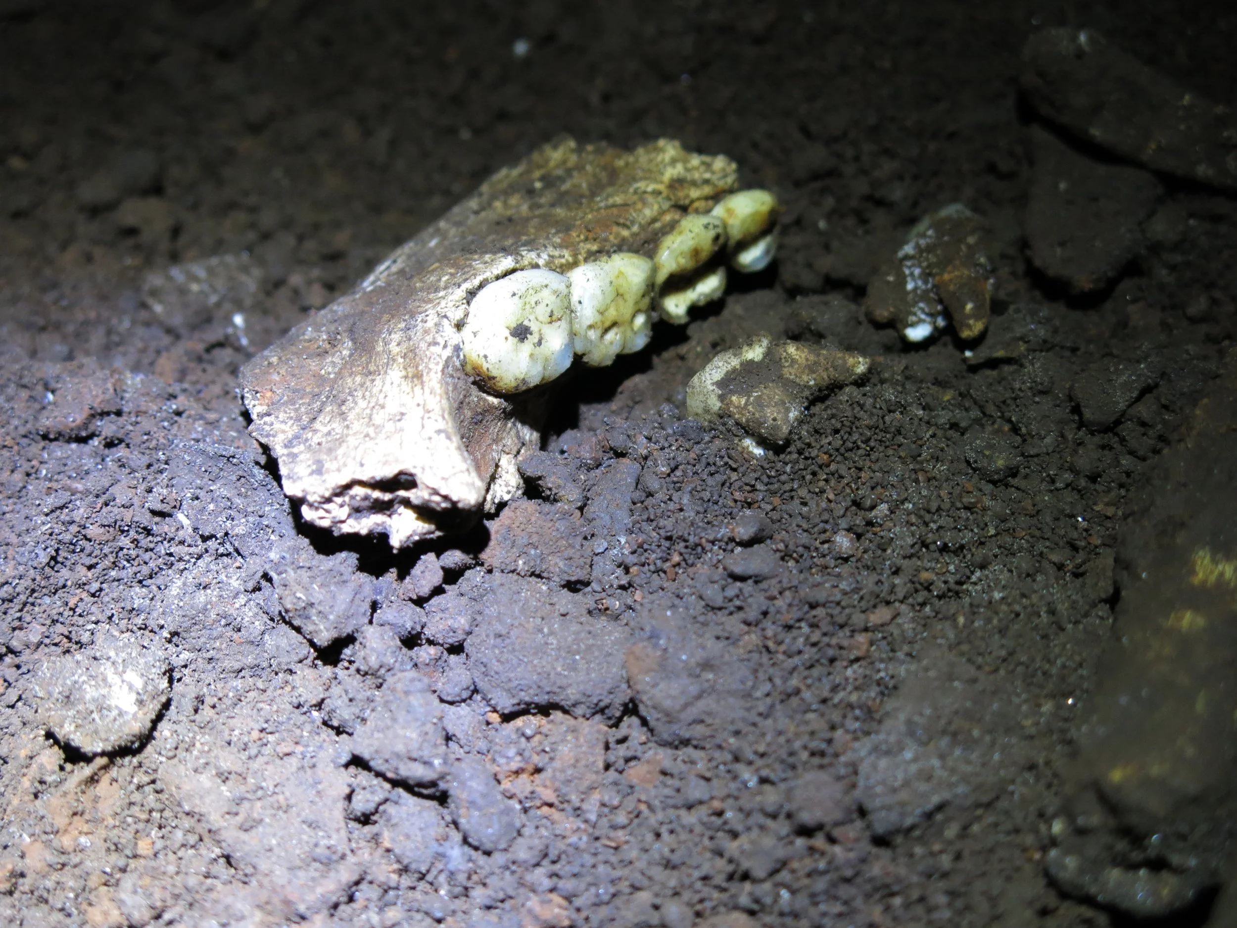 Mandíbula parcial de Homo naledi descubierta durante las excavaciones en el sistema de cuevas de Rising Star (Sudáfrica).