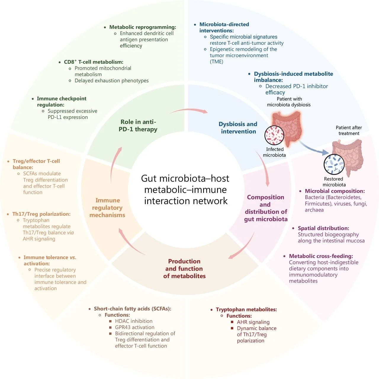 Esquema de la interacción entre la microbiota intestinal y el sistema inmunitario