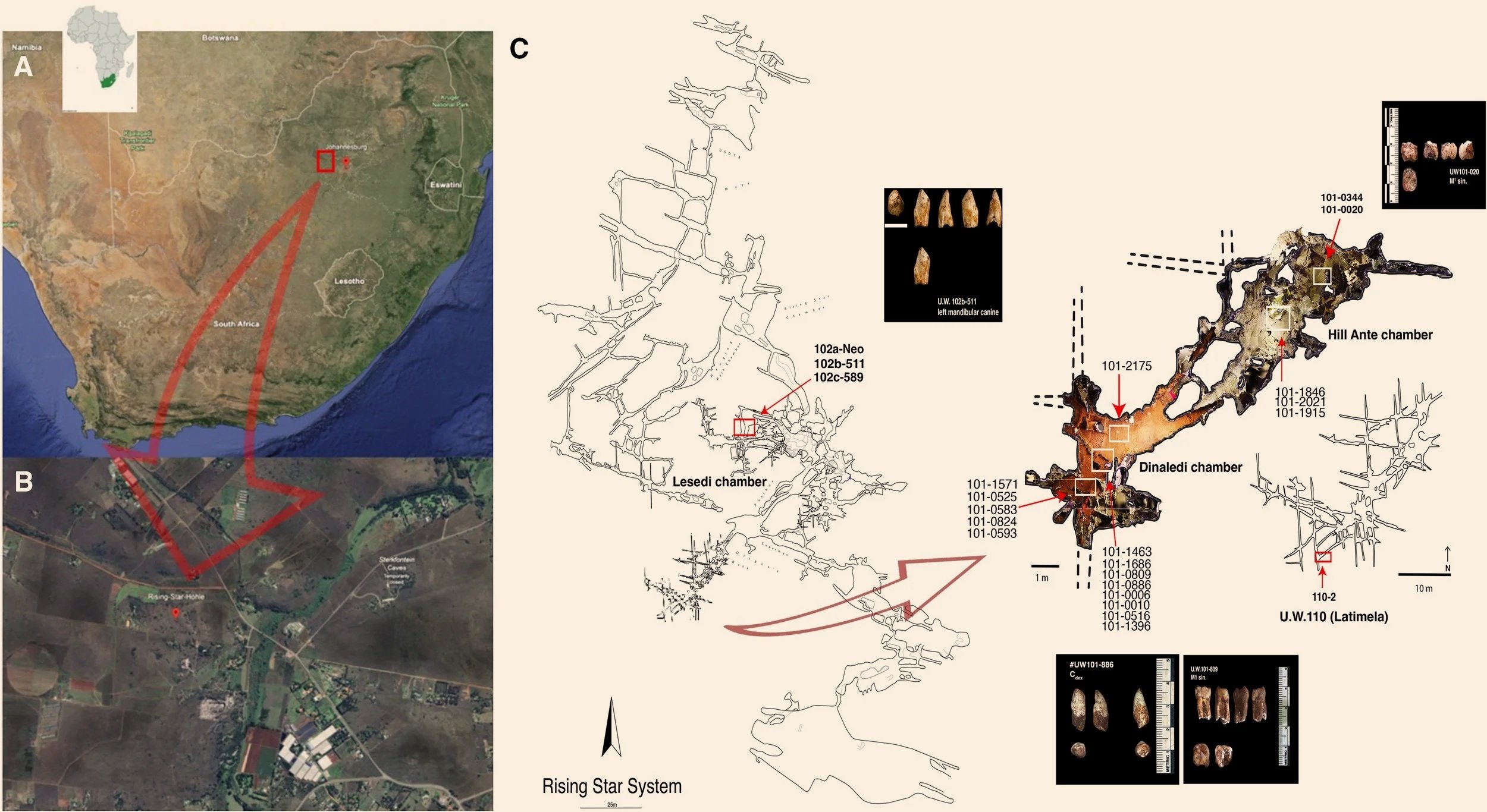 Mapa del sistema de cuevas de Rising Star, en Sudáfrica, donde se localizaron las cámaras Dinaledi y Lesedi, dos de los principales yacimientos de Homo naledi.