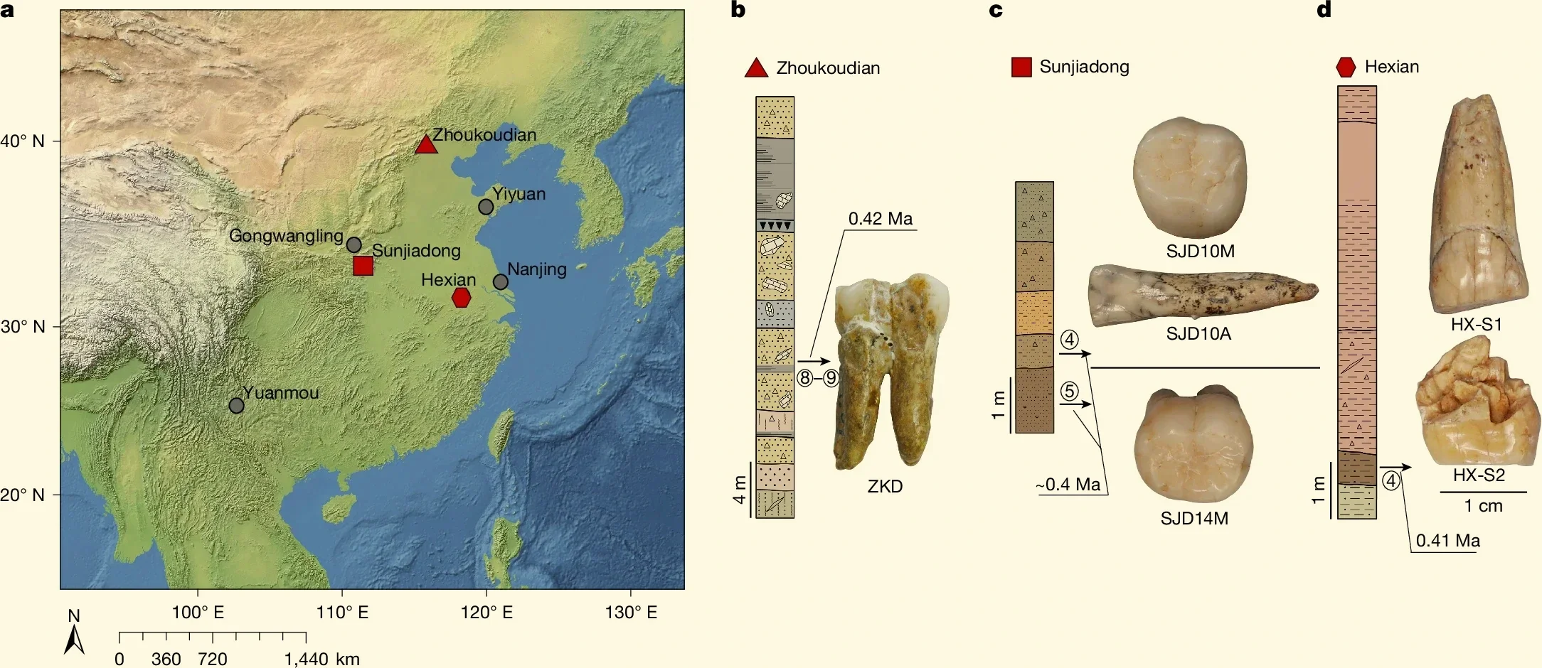 Mapa de los principales yacimientos de Homo erectus del Pleistoceno en China, con los enclaves analizados en este estudio —Zhoukoudian, Sunjiadong y Hexian— destacados en rojo.
