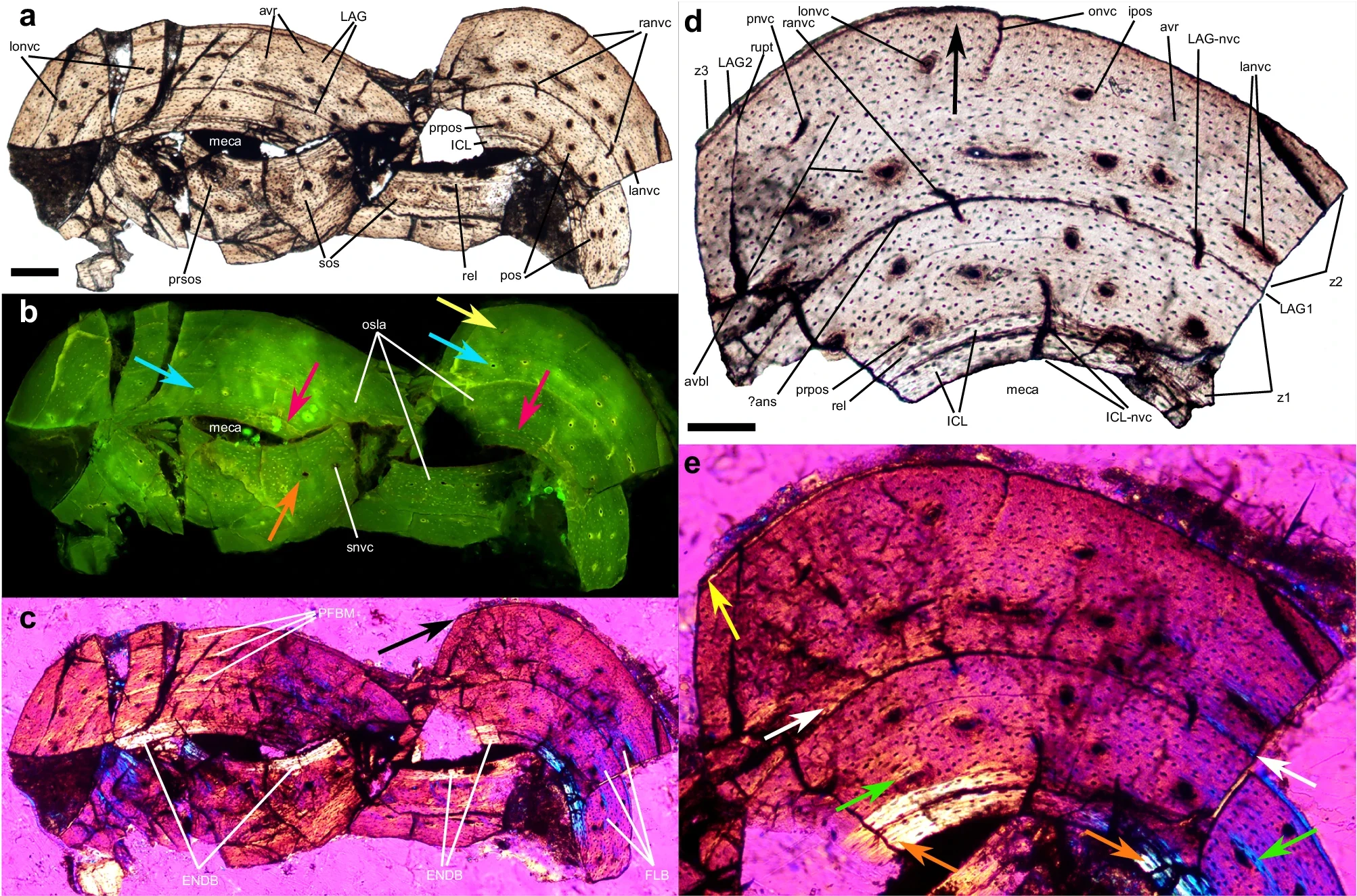Cortes microscópicos de un hueso del antebrazo del Norellraptor barsboldi, observados con distintos tipos de luz (a–e).