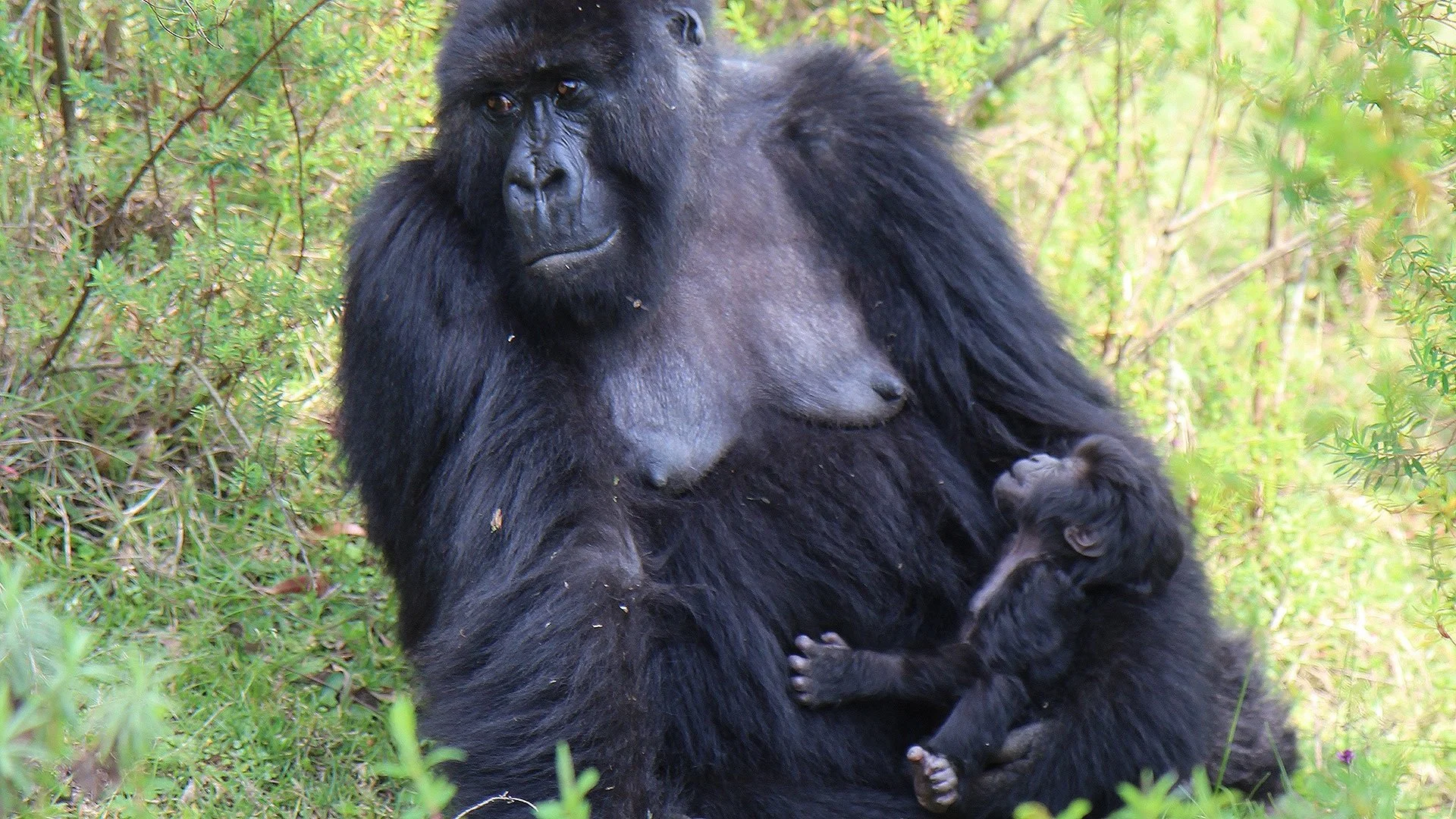 Una gorila de montaña amamanta a su cría en los montes Virunga (Ruanda). En los grandes simios, los pechos solo se vuelven visibles durante la lactancia