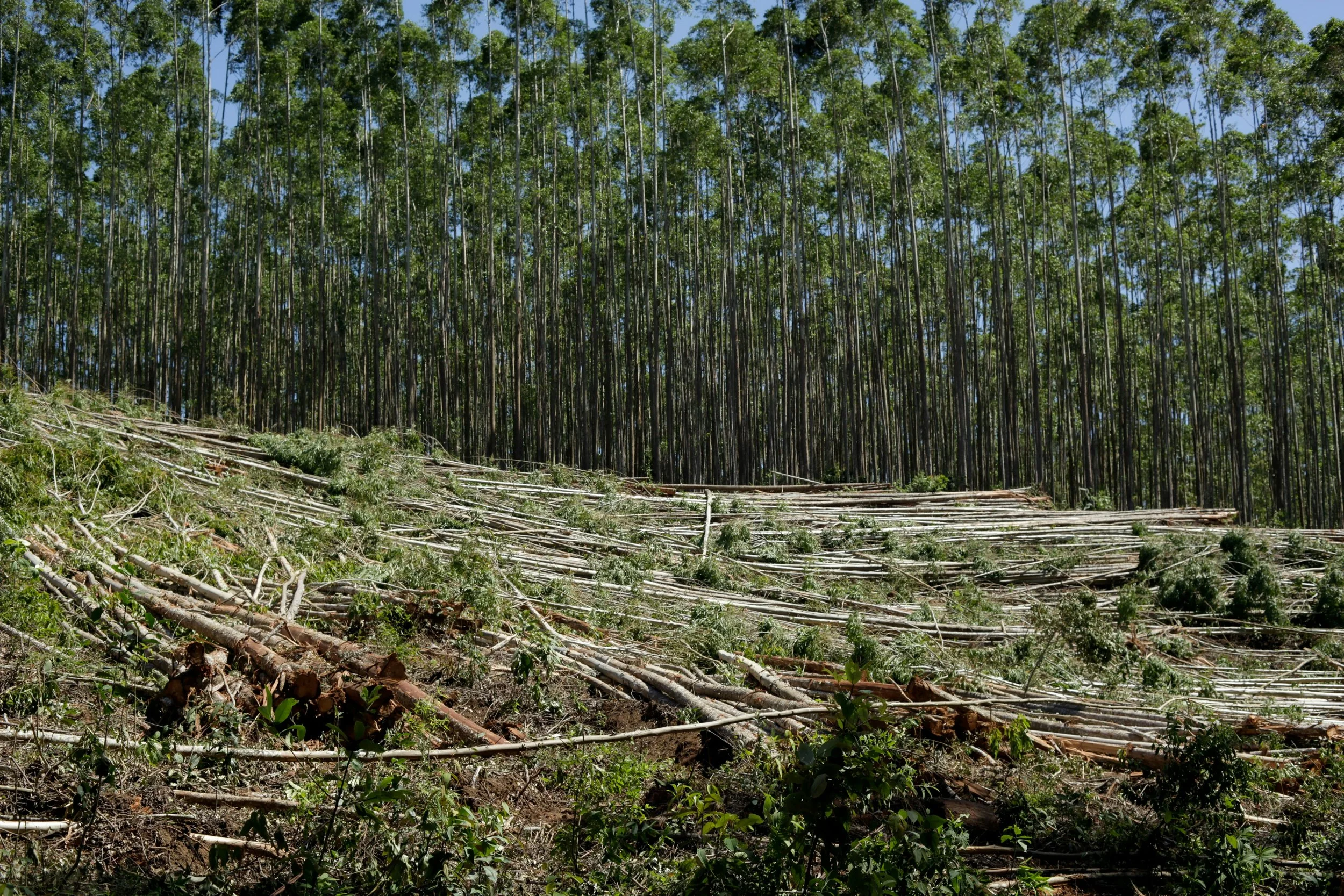 La selva amazónica no solo pierde árboles: está perdiendo su capacidad de hacer llover. Un nuevo estudio científico revela que la deforestación está secando el sur del Amazonas mucho más rápido de lo que preveían los modelos climáticos.