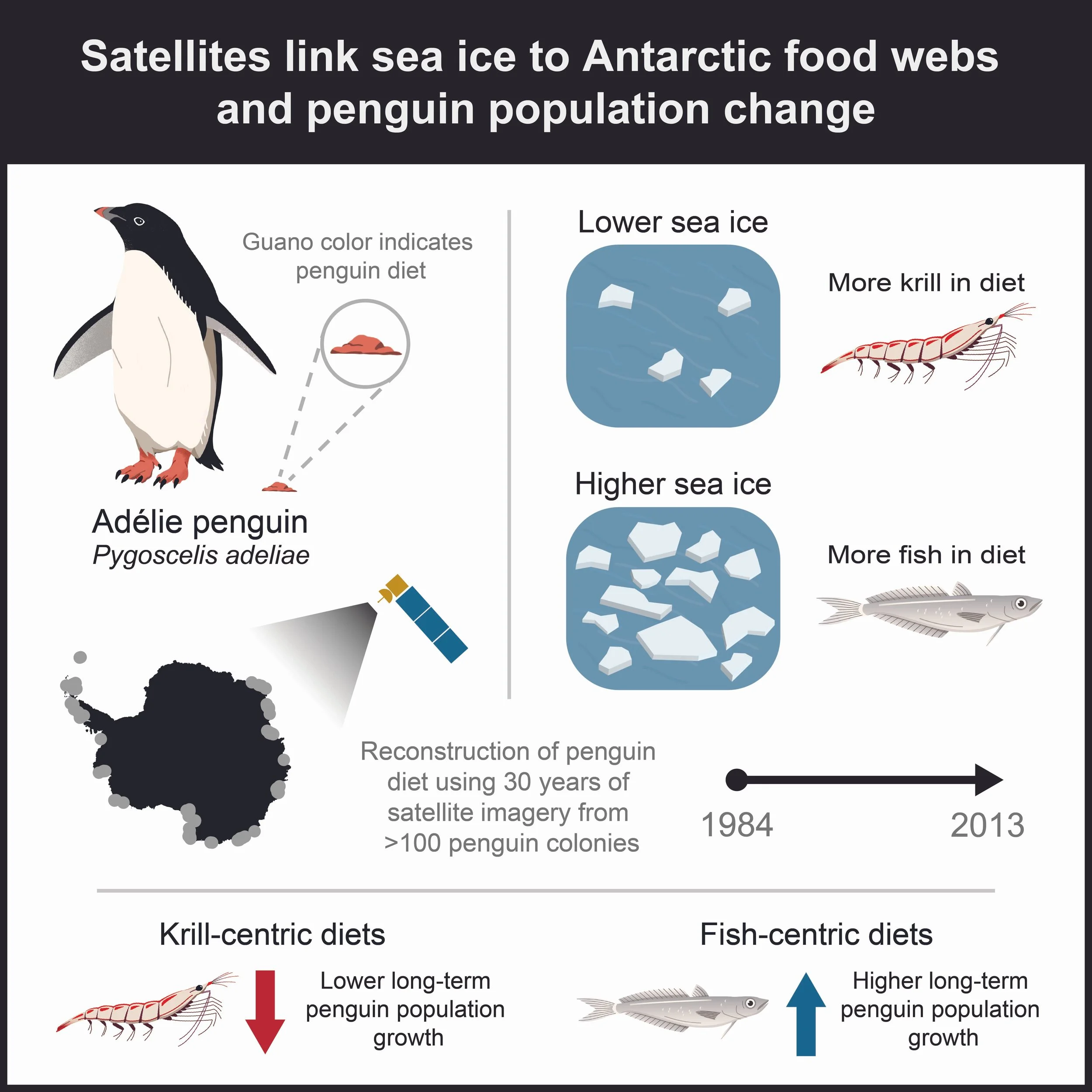 El color del guano, analizado mediante tres décadas de imágenes de los satélites Landsat, permitió reconstruir la dieta de más de un centenar de colonias de pingüinos de Adelia